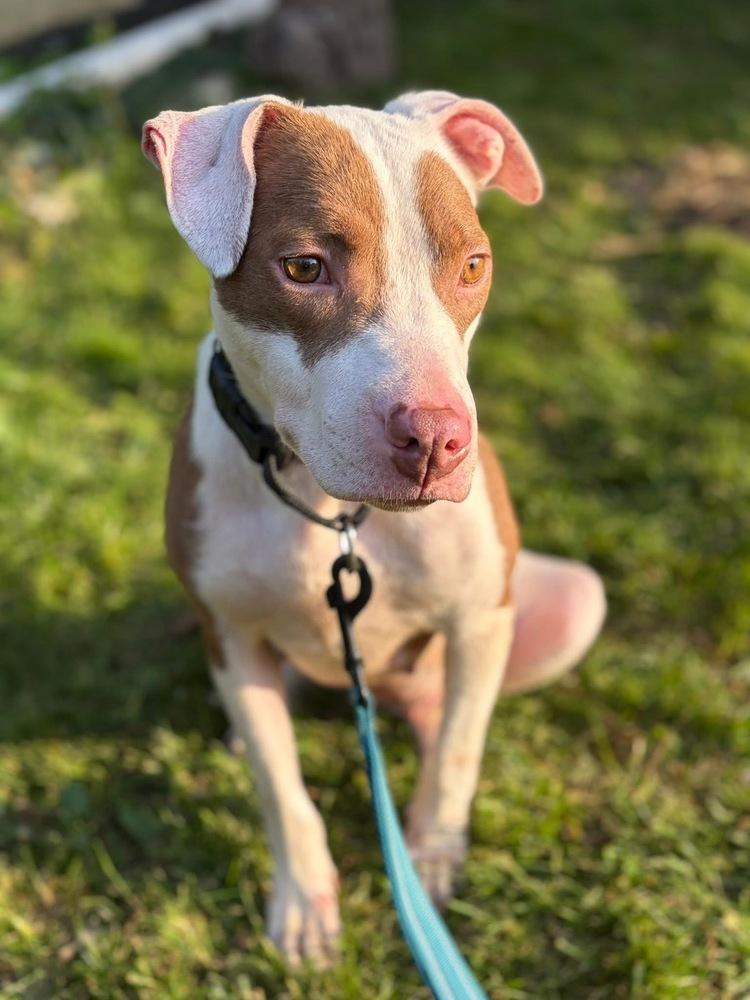 Effie, Adoptable, Adult Female Pit Bull Terrier.