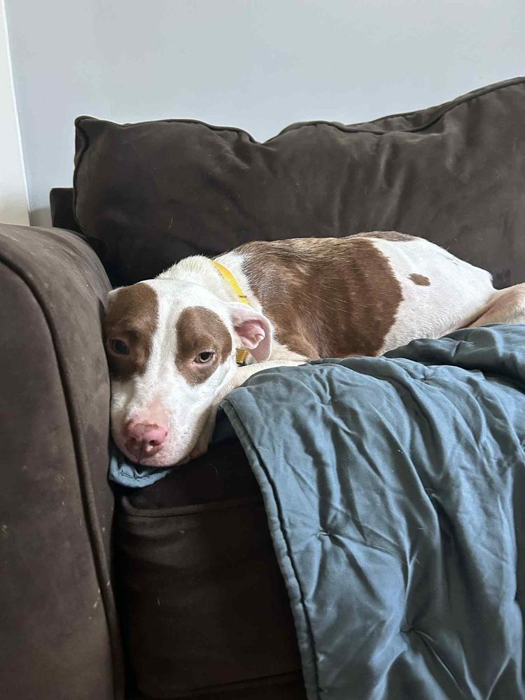 Enlarge Effie, a Adoptable mixed breed in Pottstown, PA image 1/6