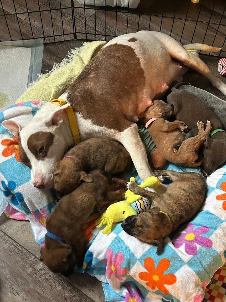 Effie — thumbnail 2