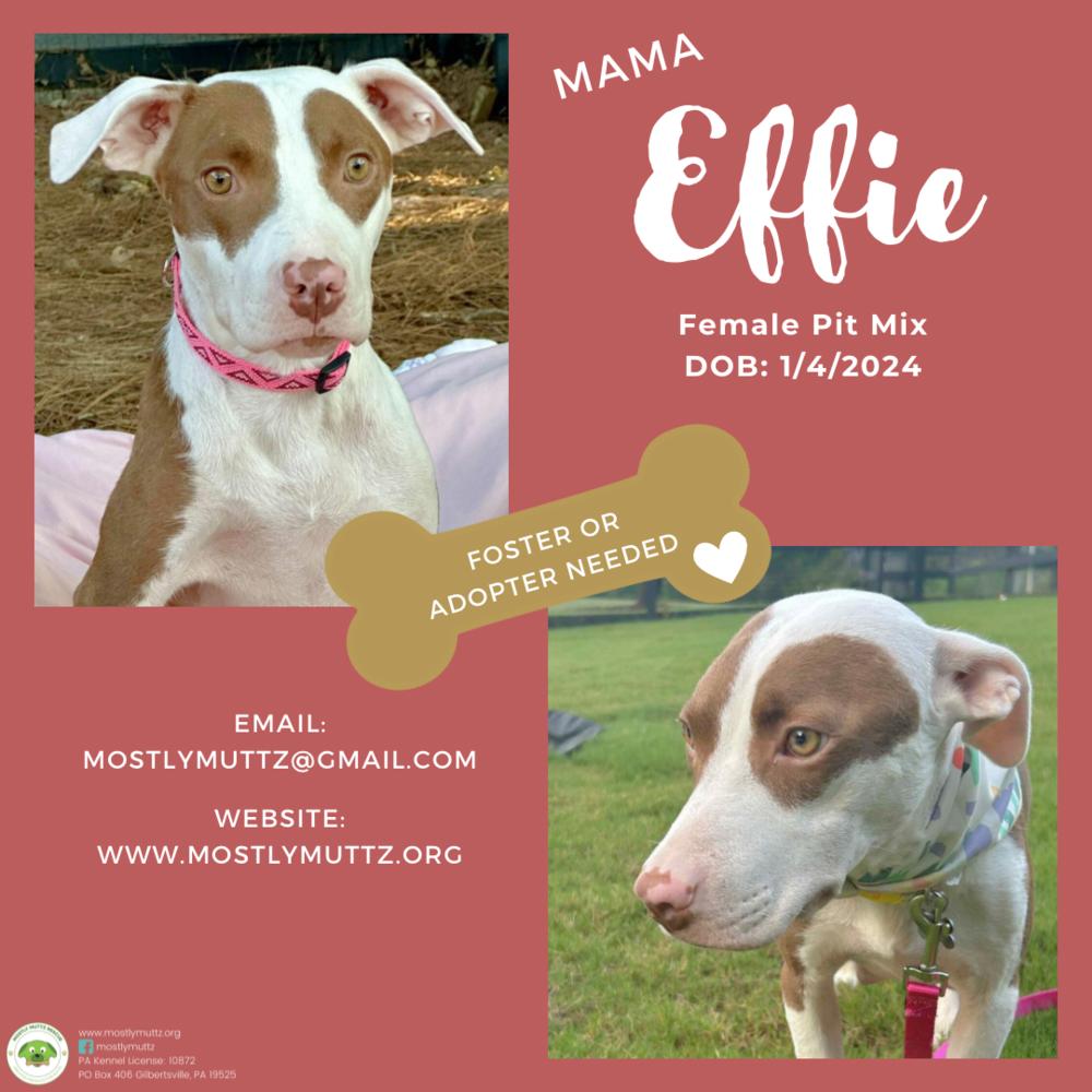 Enlarge Effie, a Adoptable mixed breed in Pottstown, PA image 2/6
