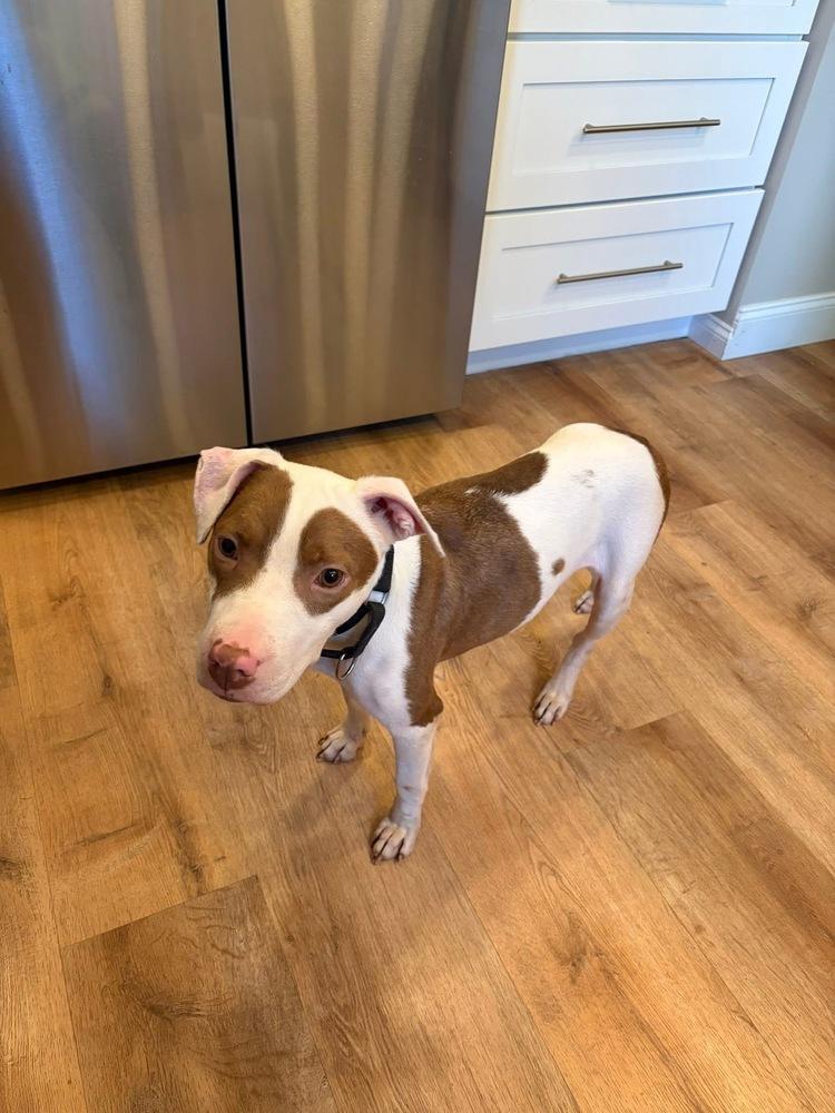 Effie, a Adoptable mixed breed in Pottstown, PA image 2/6