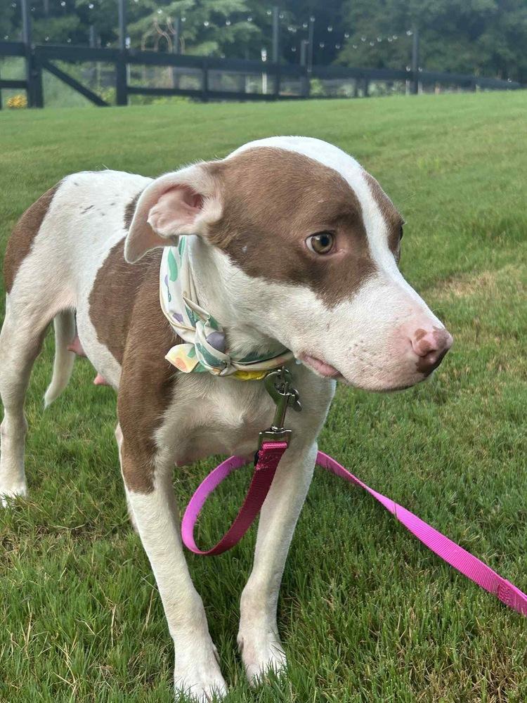 Enlarge Effie, a Adoptable mixed breed in Pottstown, PA image 3/6