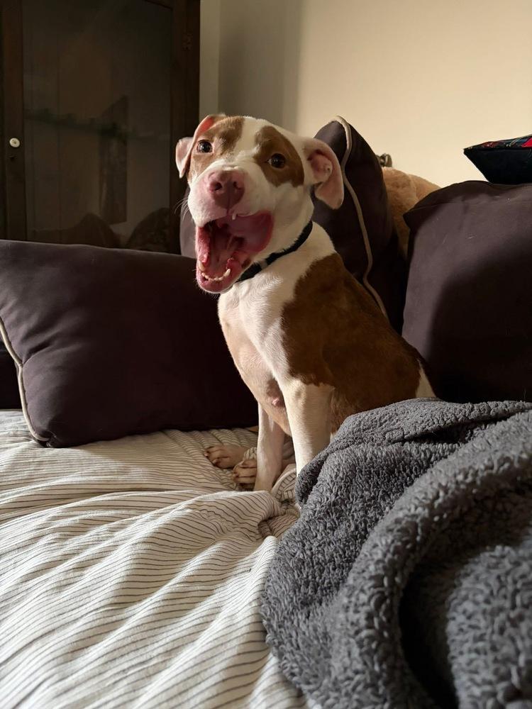 Effie, a Adoptable mixed breed in Pottstown, PA image 3/6