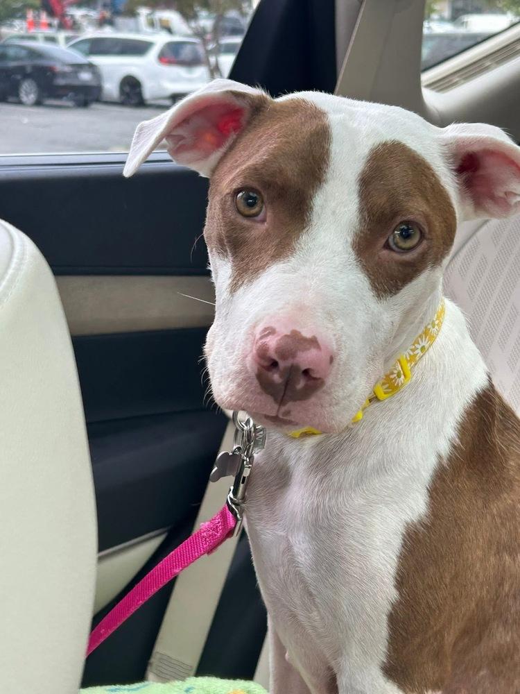 Enlarge Effie, a Adoptable mixed breed in Pottstown, PA image 4/6