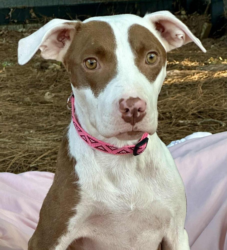 Enlarge Effie, a Adoptable mixed breed in Pottstown, PA image 5/6