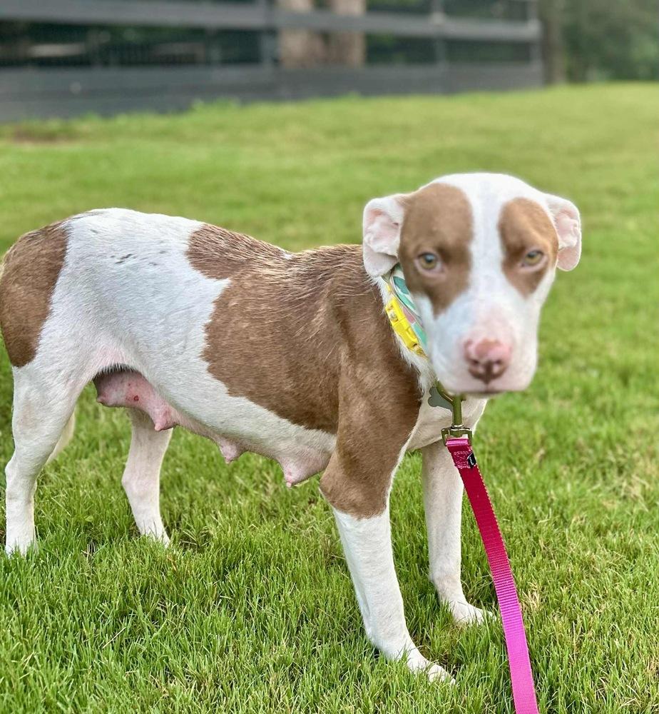 Enlarge Effie, a Adoptable mixed breed in Pottstown, PA image 6/6