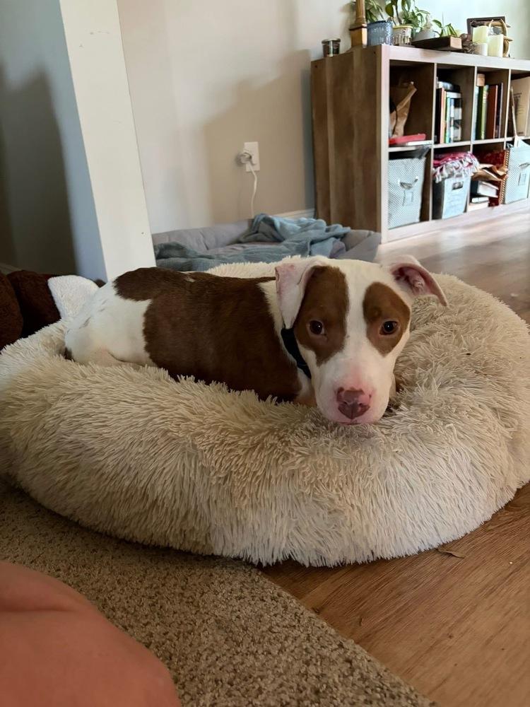 Effie, a Adoptable mixed breed in Pottstown, PA image 5/6