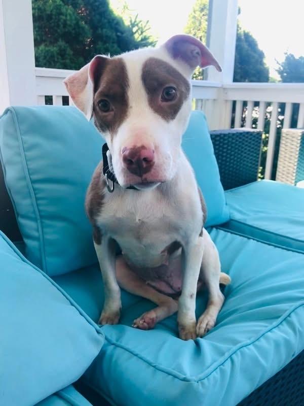 Effie, a Adoptable mixed breed in Pottstown, PA image 6/6
