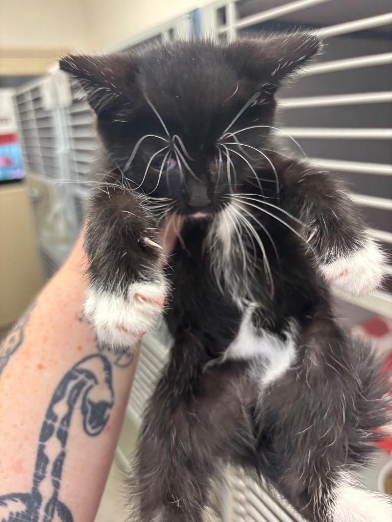 Enlarge Psylocke, a Adoptable mixed breed in Liverpool, NY image 1/1