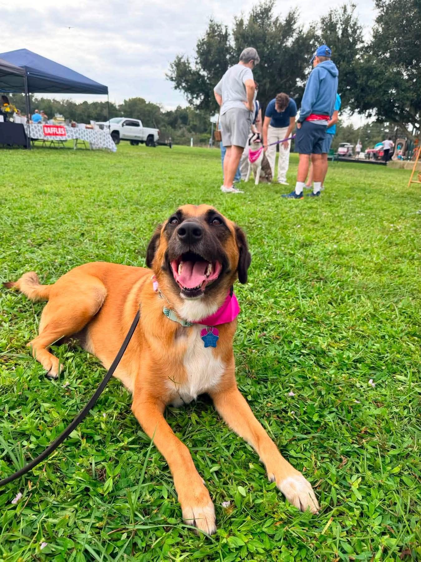 Enlarge Nala, a Adopted mixed breed in Myakka City, FL image 2/6