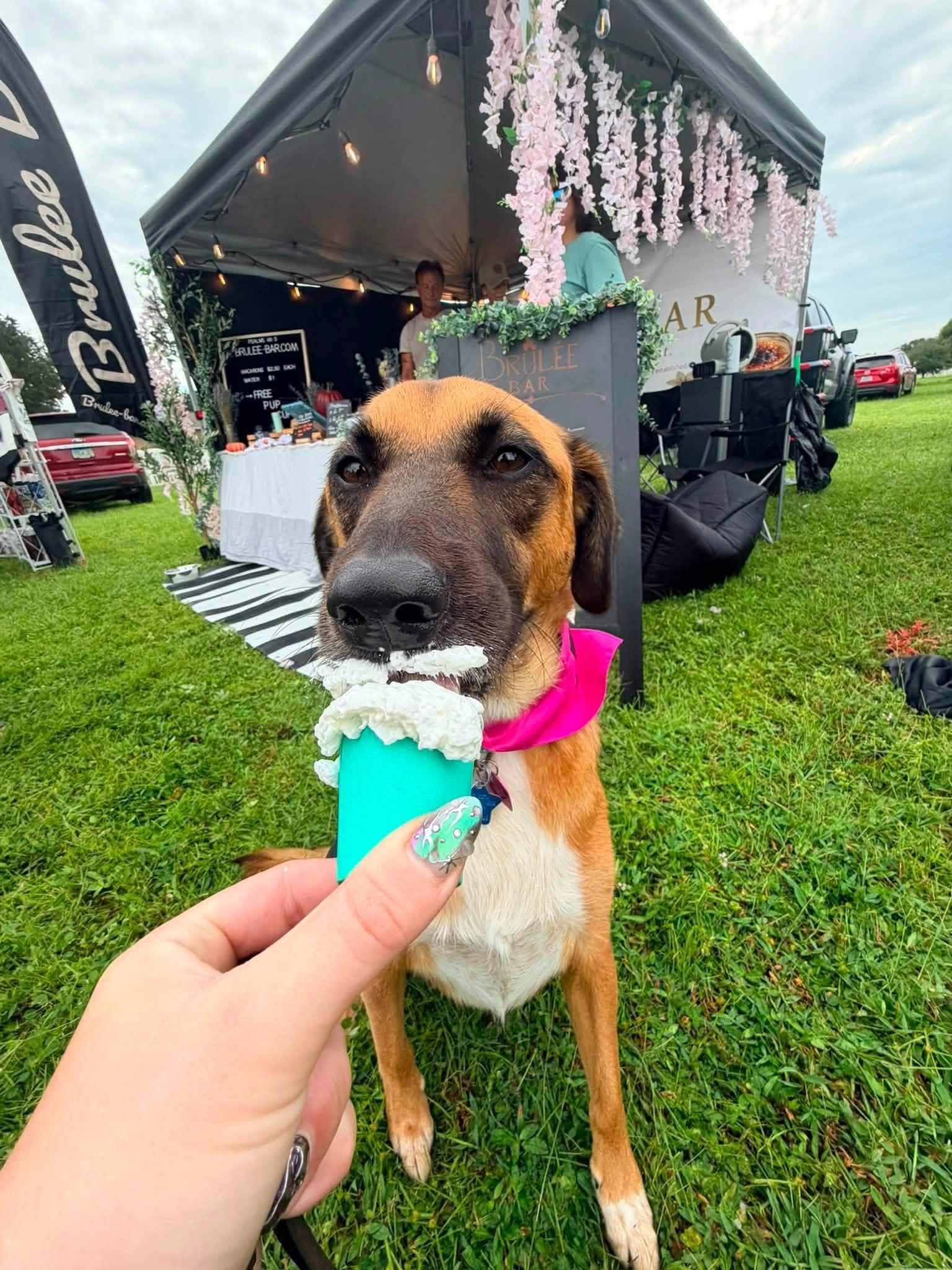 Enlarge Nala, a Adopted mixed breed in Myakka City, FL image 6/6