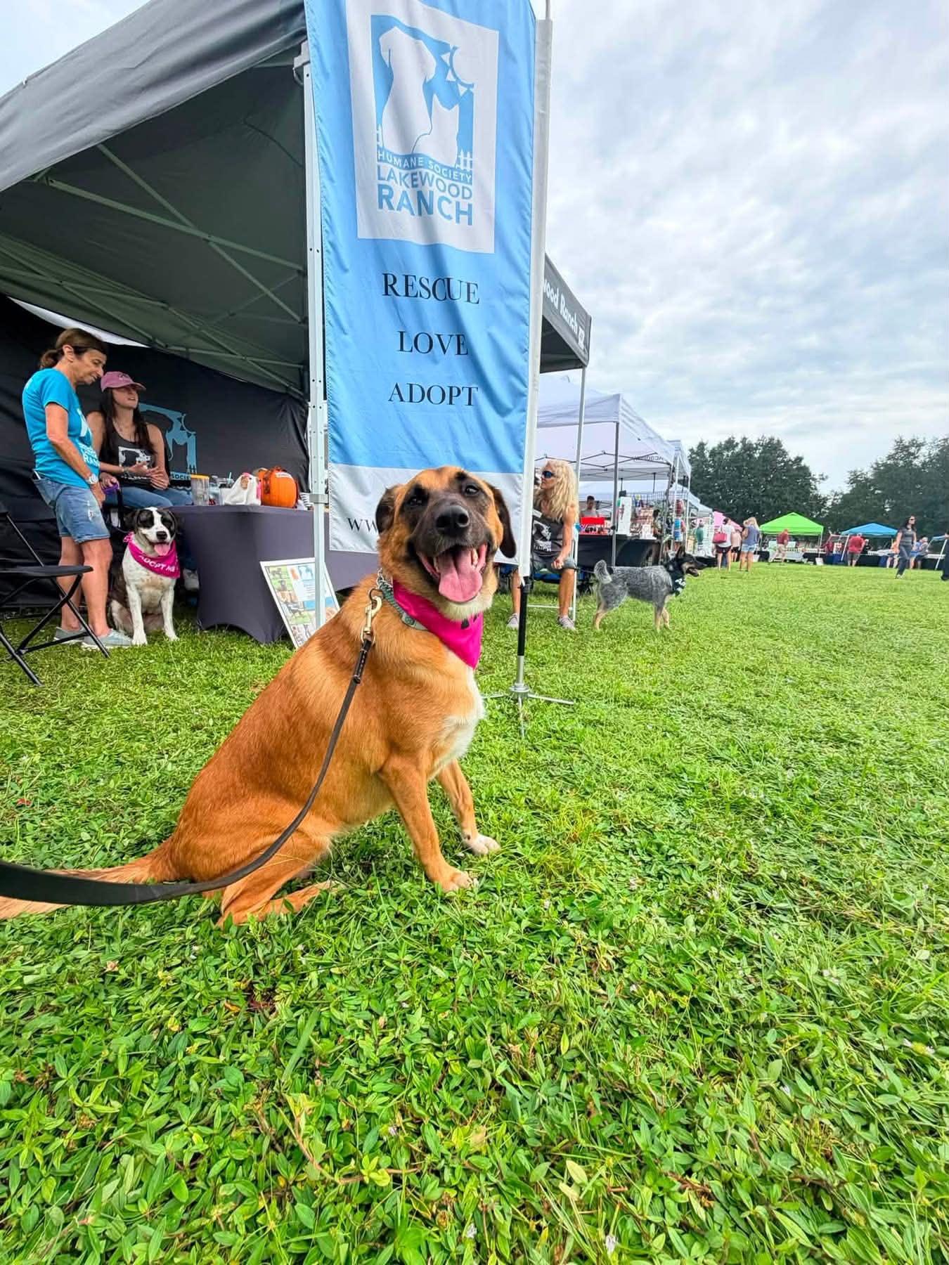 Enlarge Nala, a Adopted mixed breed in Myakka City, FL image 5/6