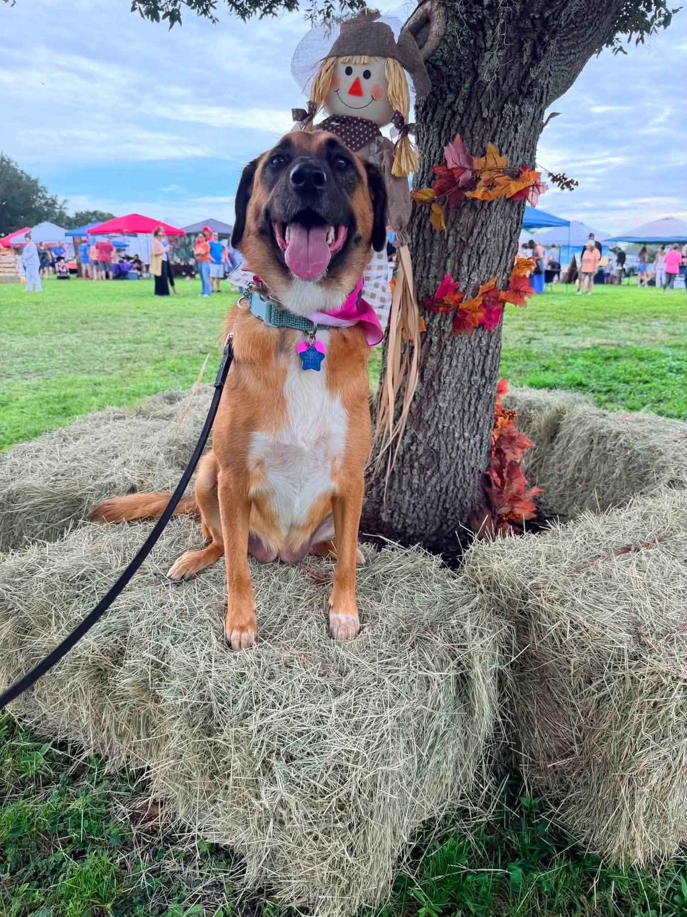 Enlarge Nala, a Adopted mixed breed in Myakka City, FL image 4/6