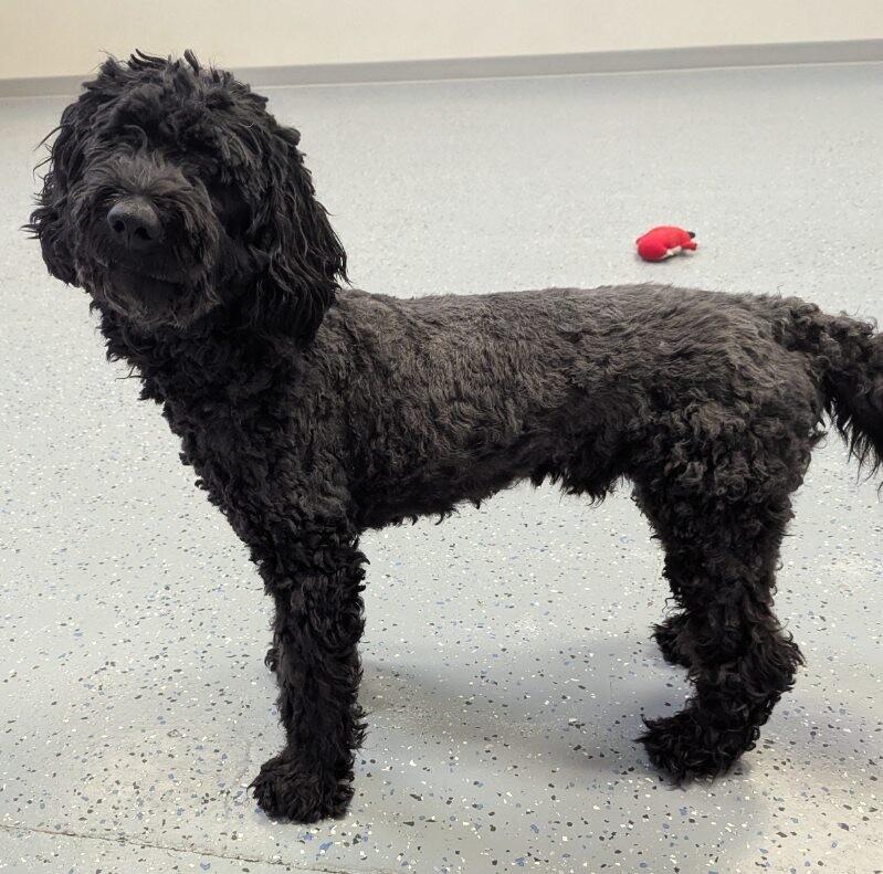 Blair, Adoptable, Adult Male Goldendoodle.