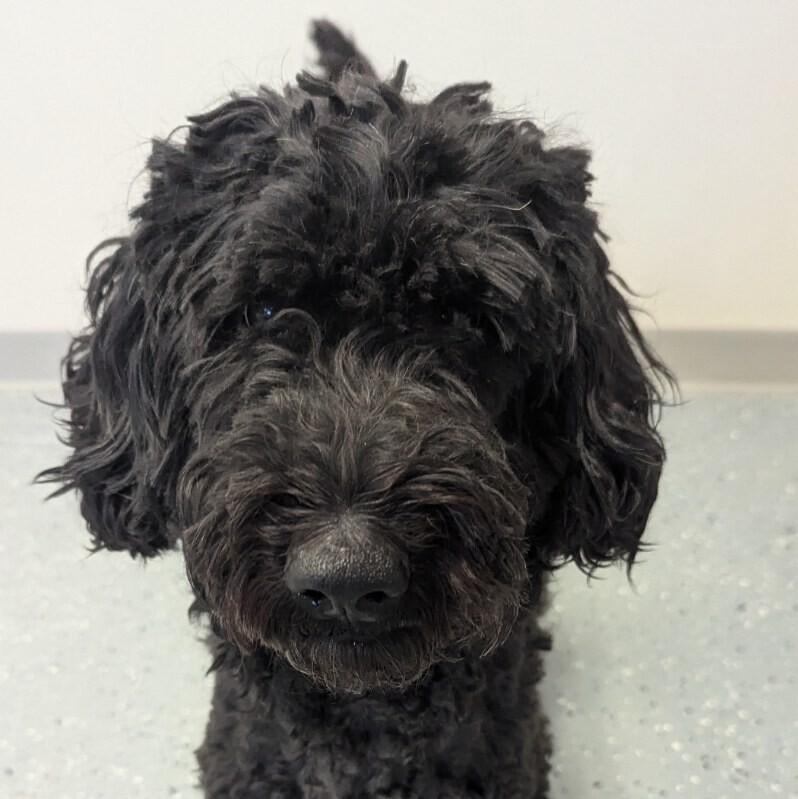 Enlarge Blair, a Adoptable Goldendoodle in Yankton, SD image 2/5