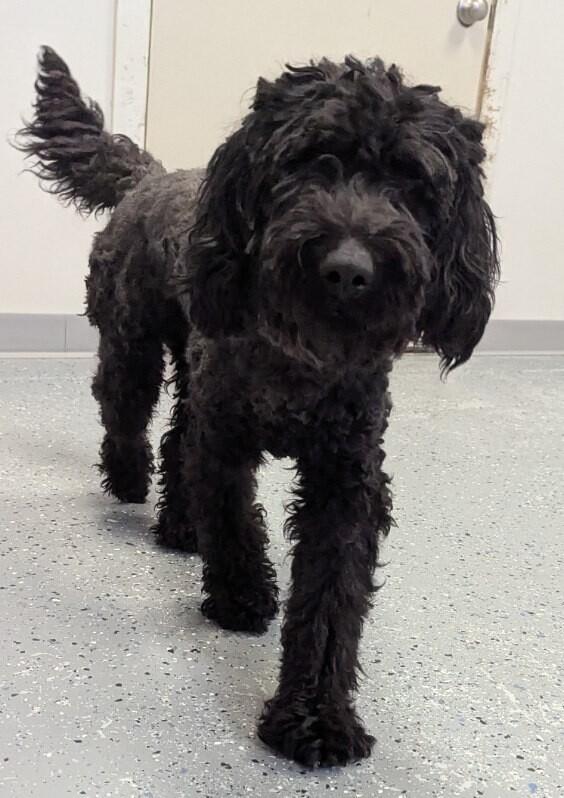 Enlarge Blair, a Adoptable Goldendoodle in Yankton, SD image 3/5
