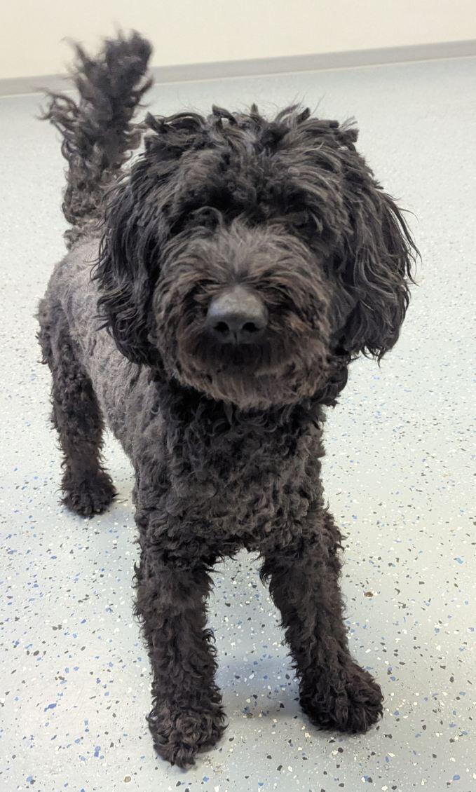 Enlarge Blair, a Adoptable Goldendoodle in Yankton, SD image 4/5