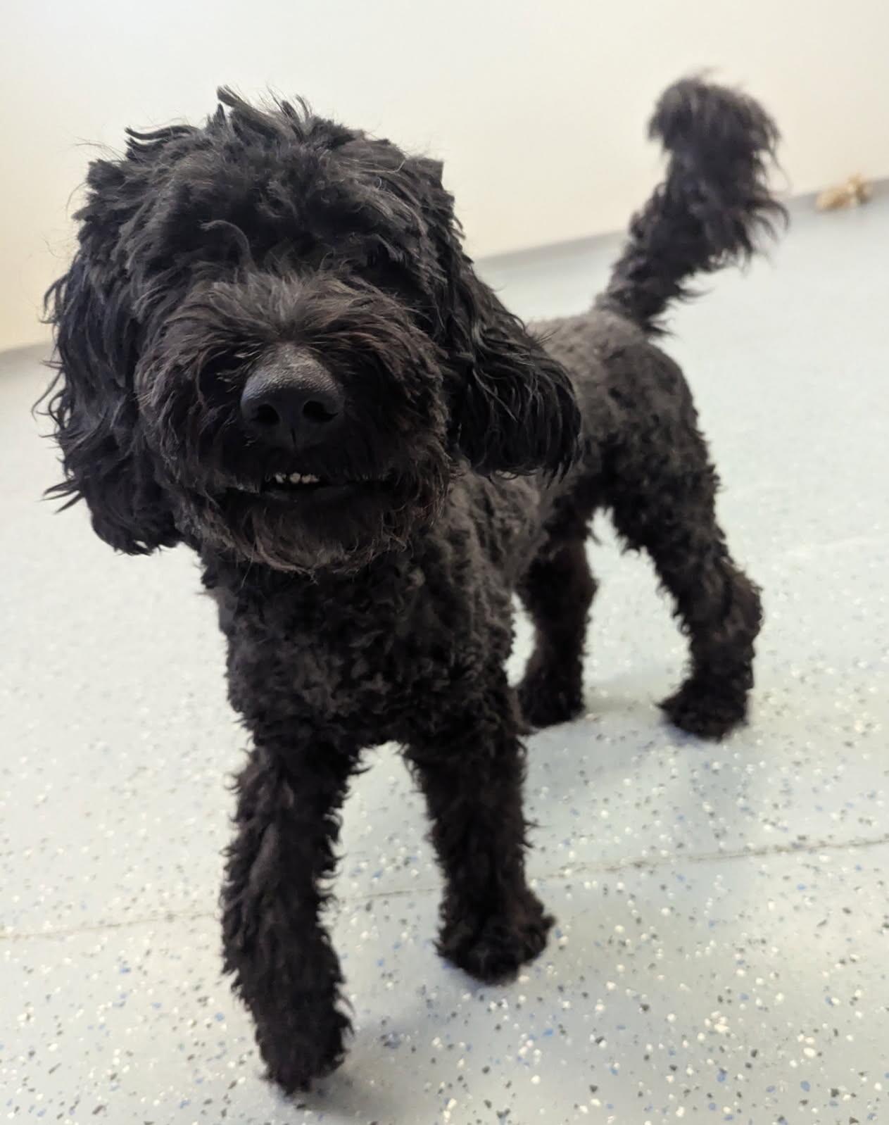 Enlarge Blair, a Adoptable Goldendoodle in Yankton, SD image 5/5