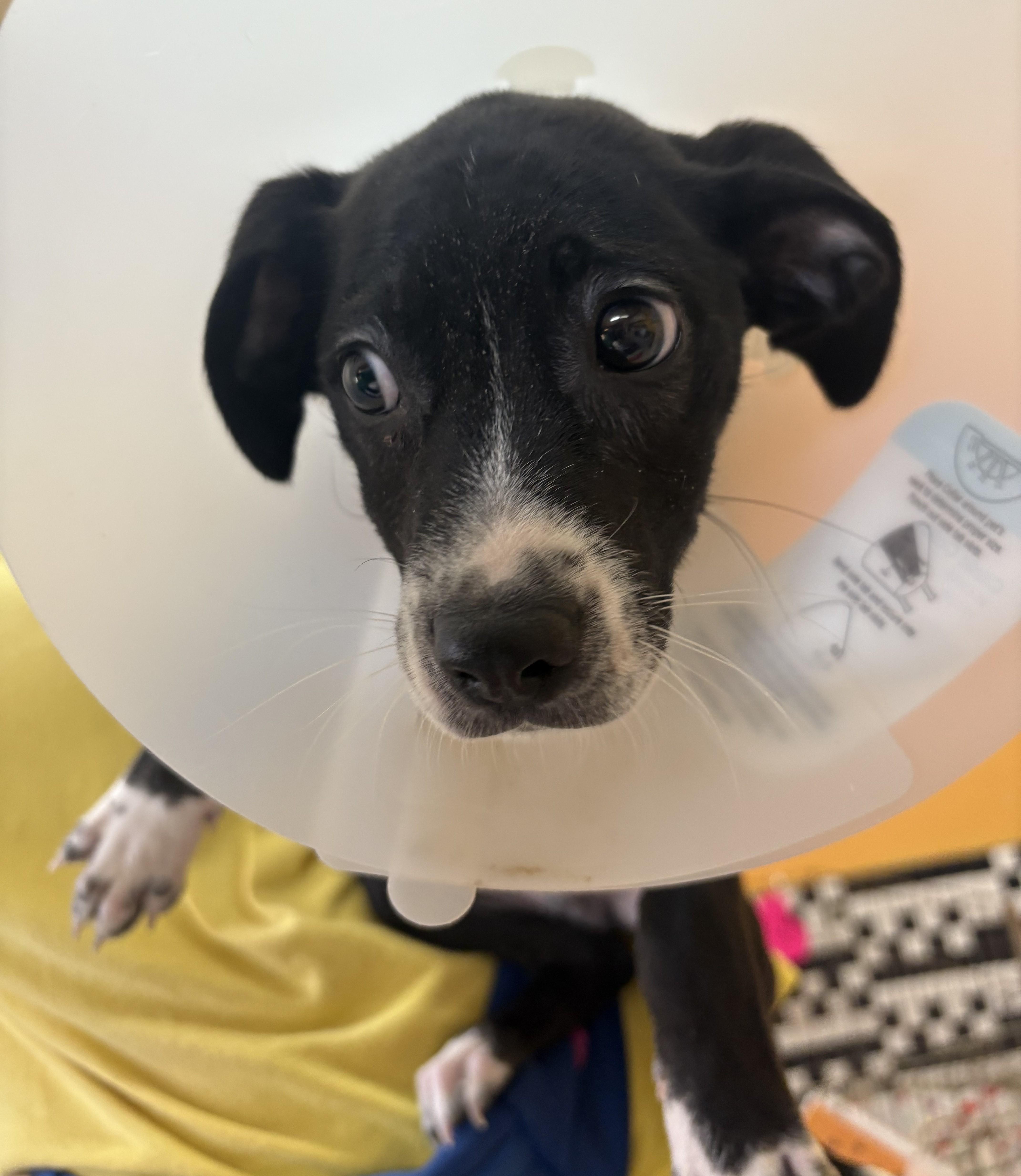 Enlarge Pyry 9951, an adopted mixed breed in Boca Raton, FL image 1/1