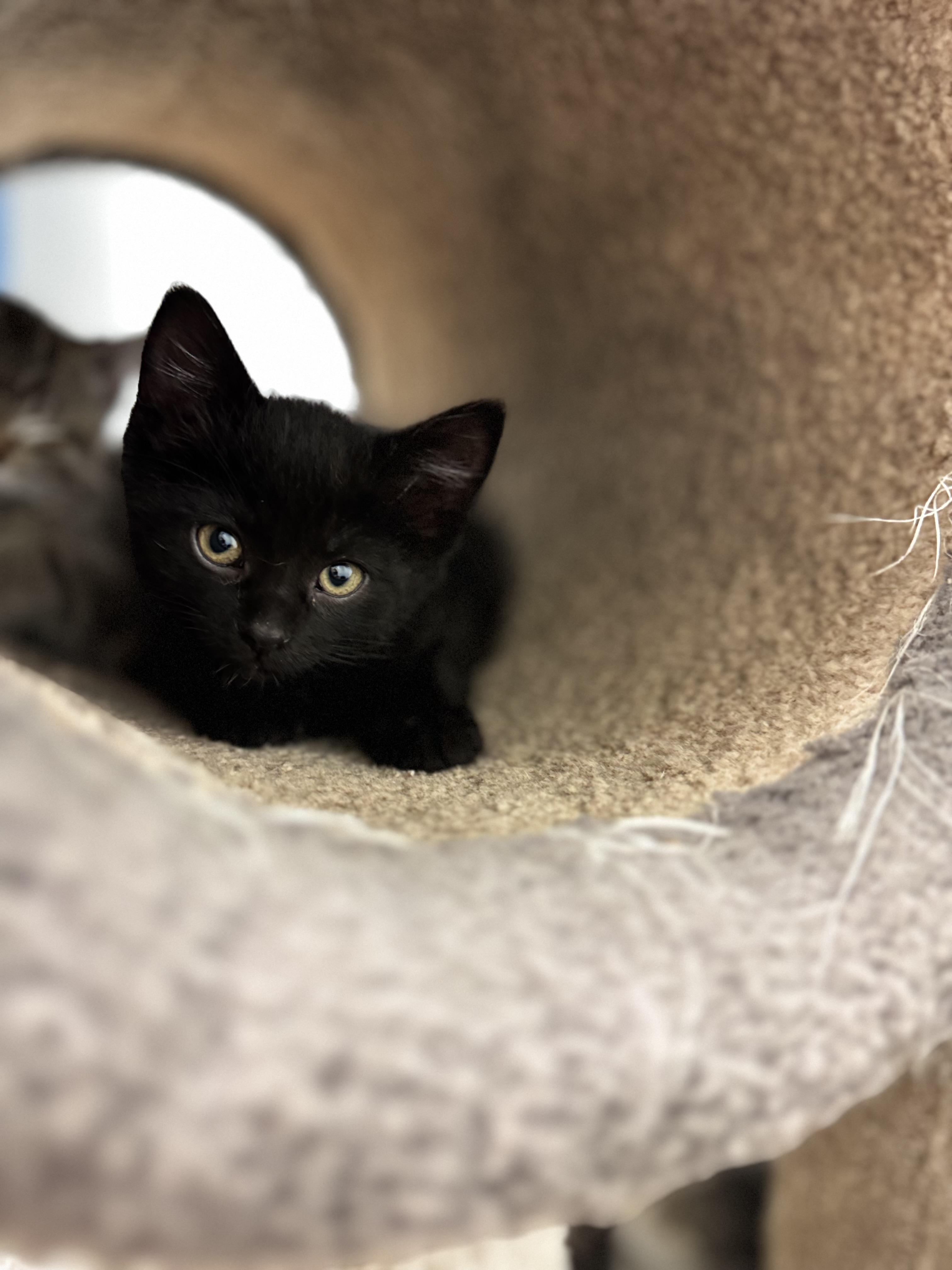 Enlarge Doxy, an adopted Domestic Short Hair in Dodgeville, WI image 3/3