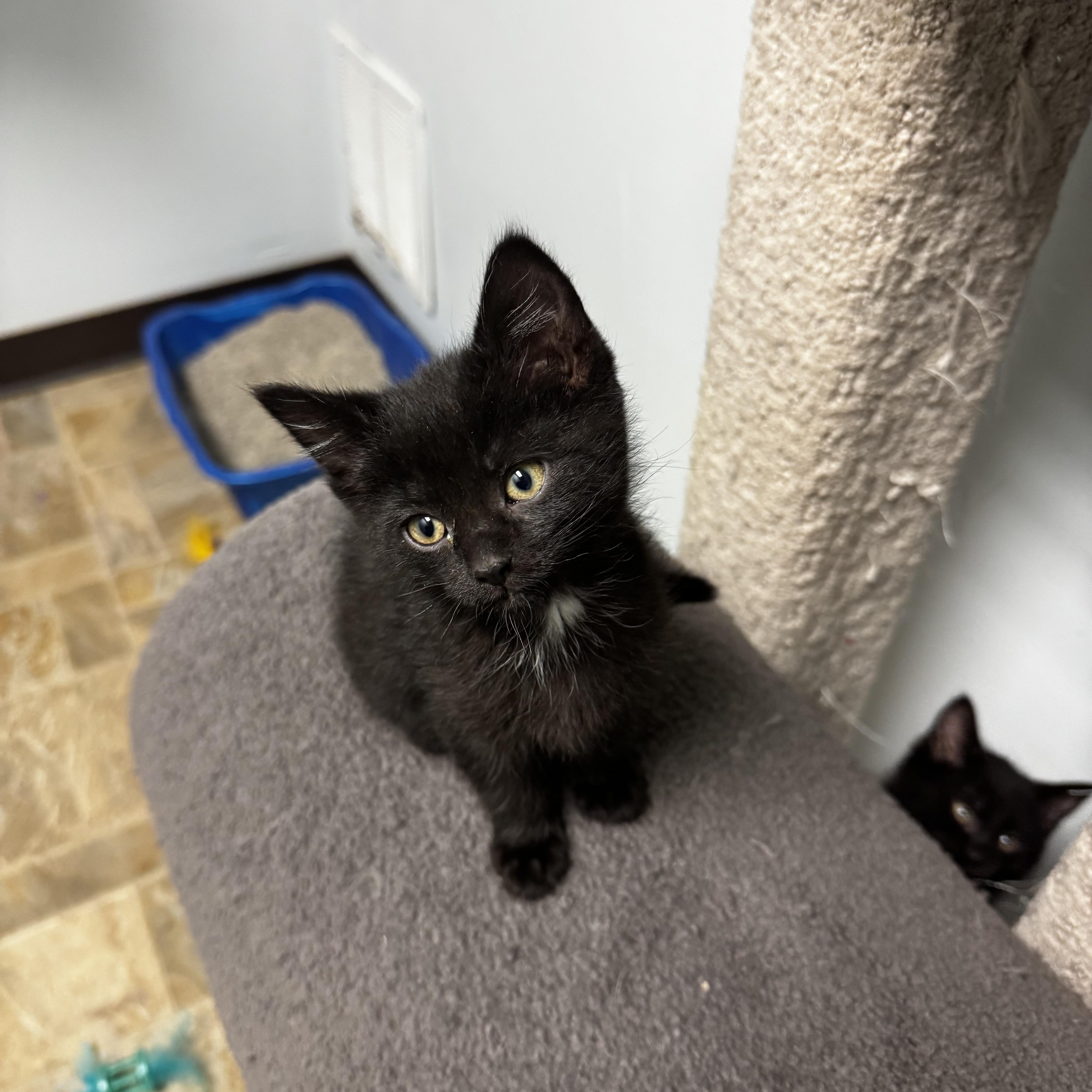Enlarge Doxy, an adopted Domestic Short Hair in Dodgeville, WI image 2/3
