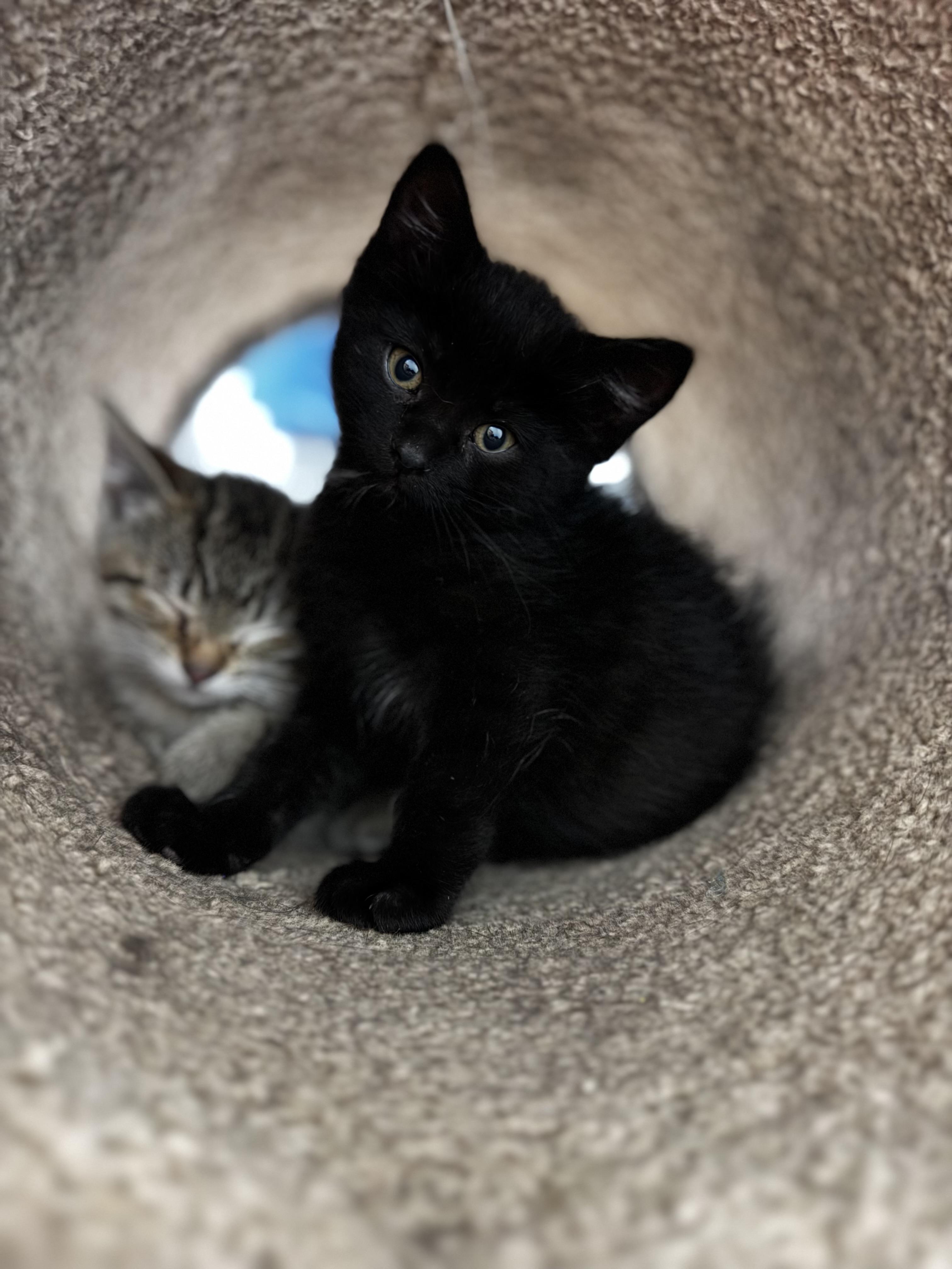 Enlarge Doxy, an adopted Domestic Short Hair in Dodgeville, WI image 1/3