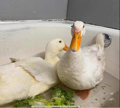 Enlarge Tater & Tot, a Adoptable Duck in Atlantic Highlands, NJ image 1/3