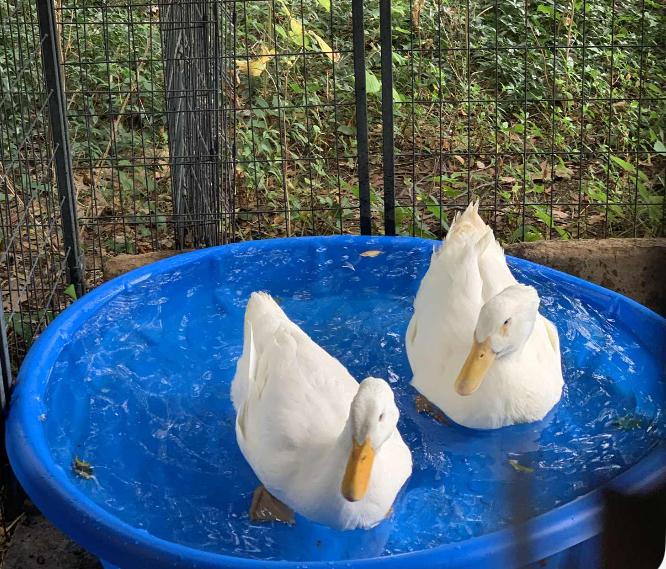 Enlarge Tater & Tot, a Adoptable Duck in Atlantic Highlands, NJ image 3/3