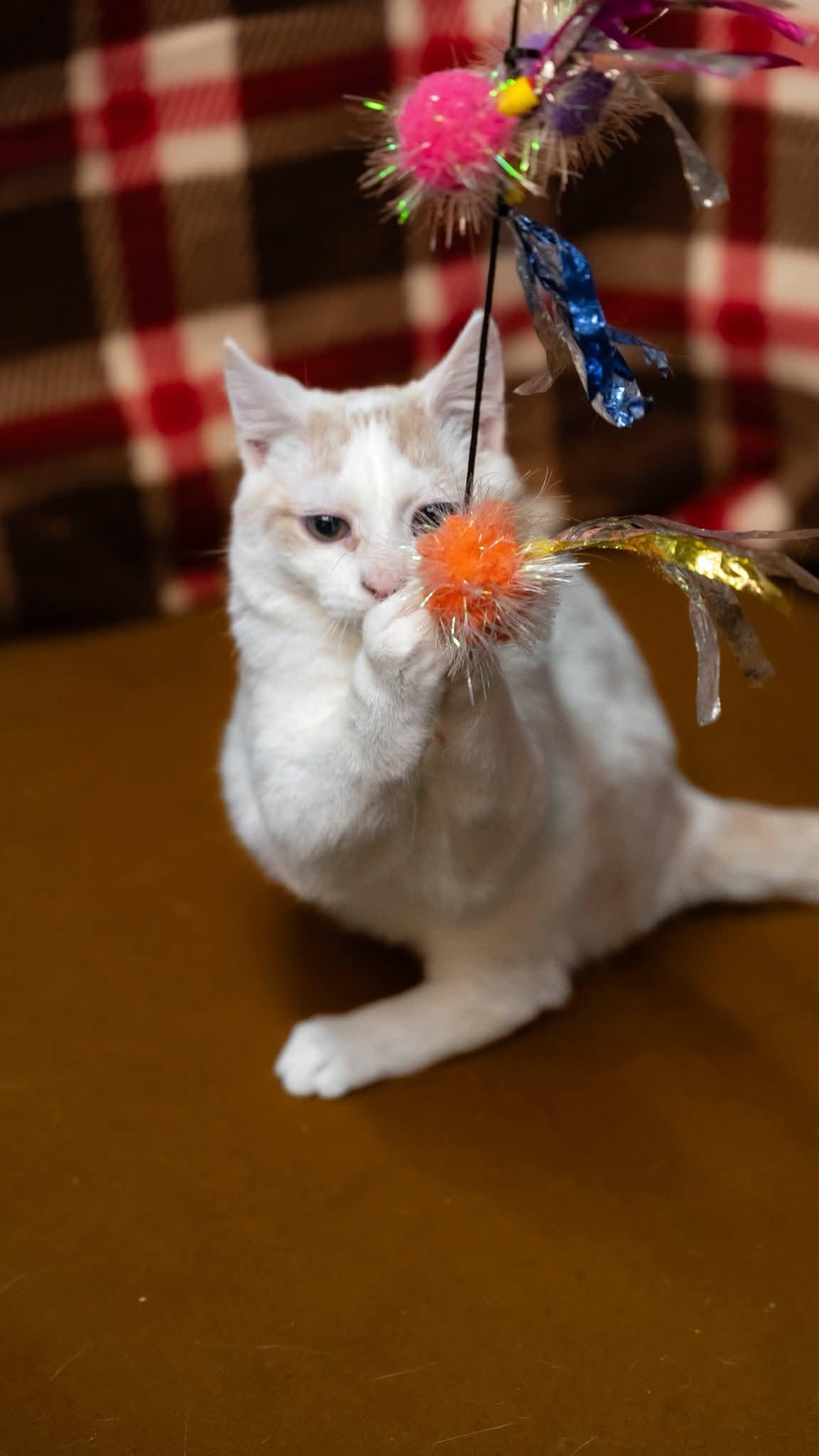 Enlarge Soylent Bean, a Adoptable Domestic Short Hair in Alexandria, IN image 2/3