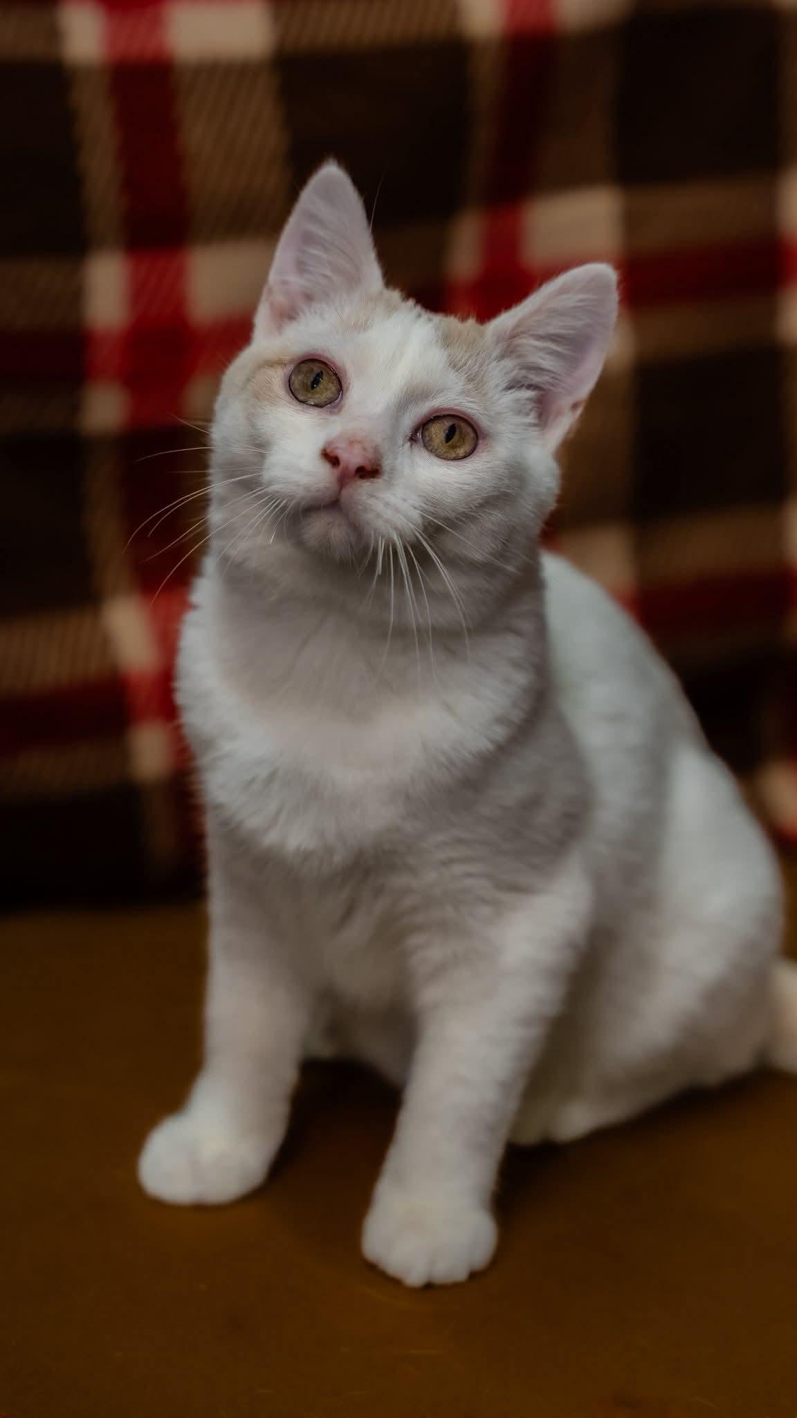 Enlarge Soylent Bean, a Adoptable Domestic Short Hair in Alexandria, IN image 3/3