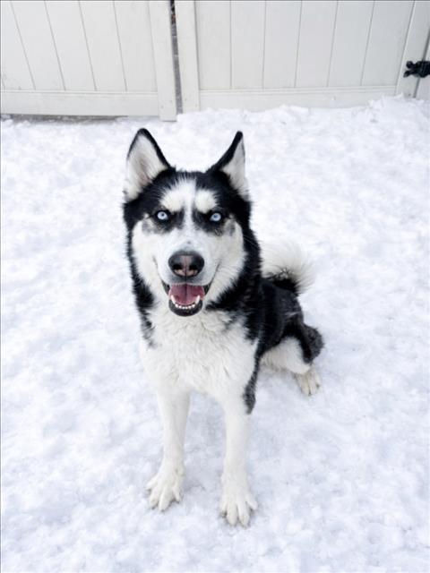 LUPO, a Adoptable Siberian Husky in Hagerstown, MD image 1/2