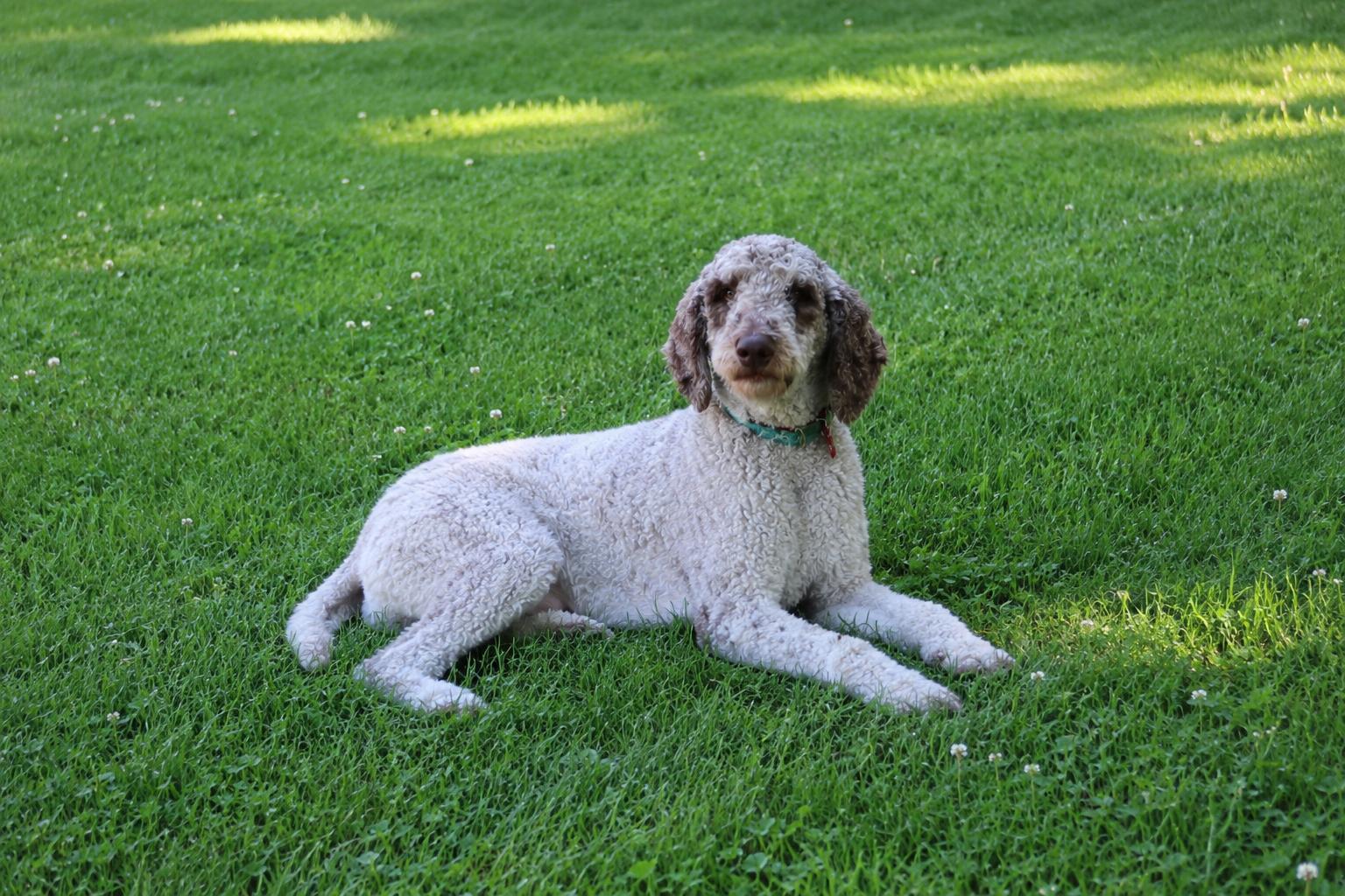Mabel, a ADOPTABLE Standard Poodle in POTOMAC, MD image 3/6