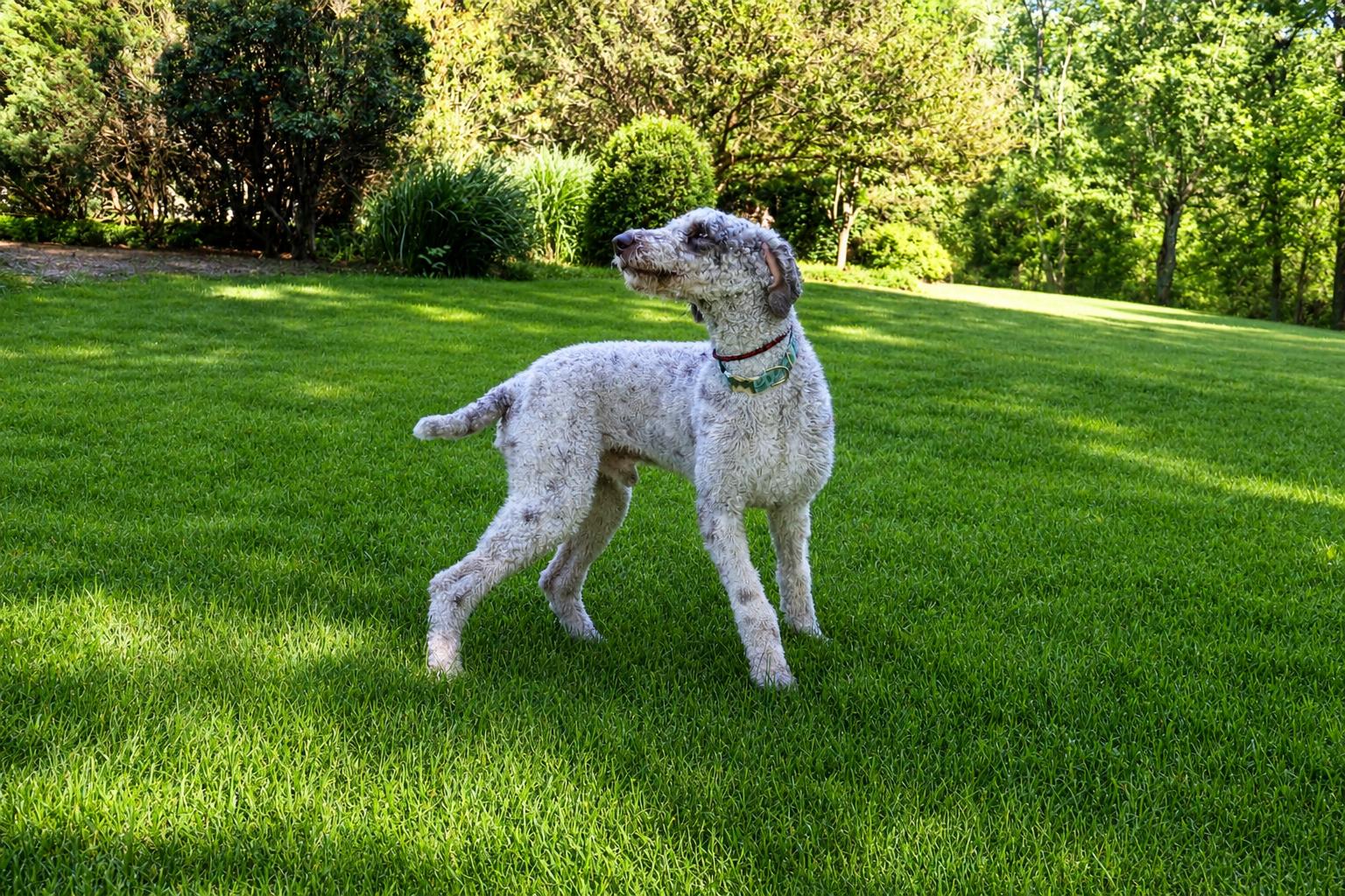 Mabel, a ADOPTABLE Standard Poodle in POTOMAC, MD image 6/6