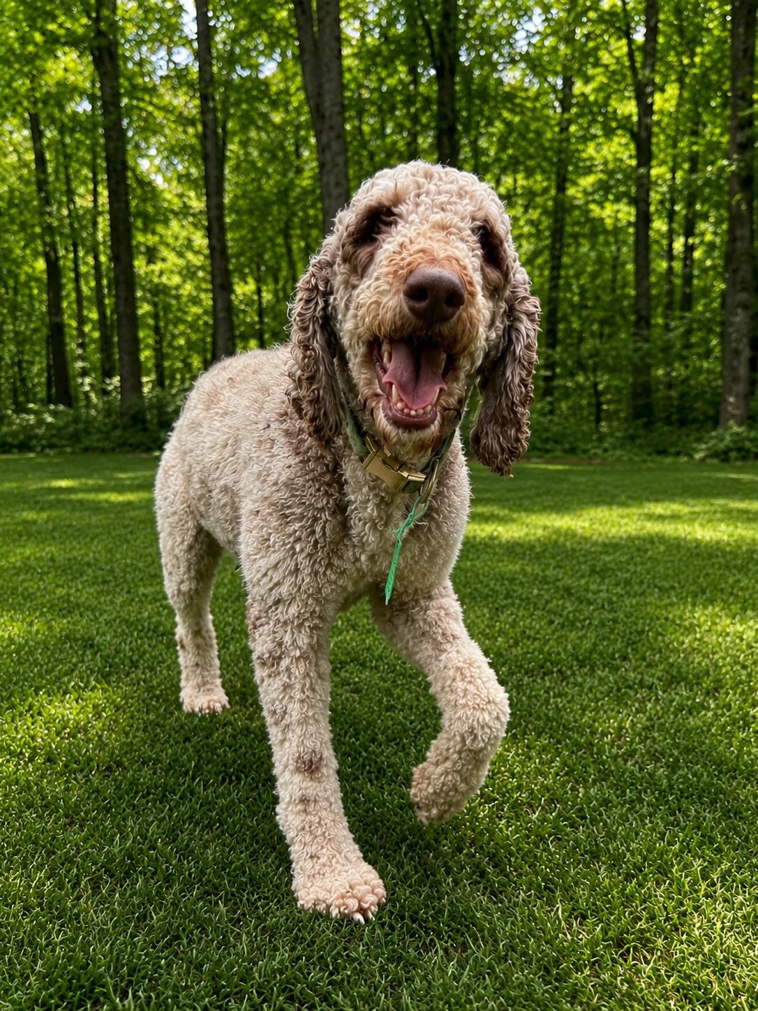 Mabel, ADOPTABLE, Young Female Standard Poodle.