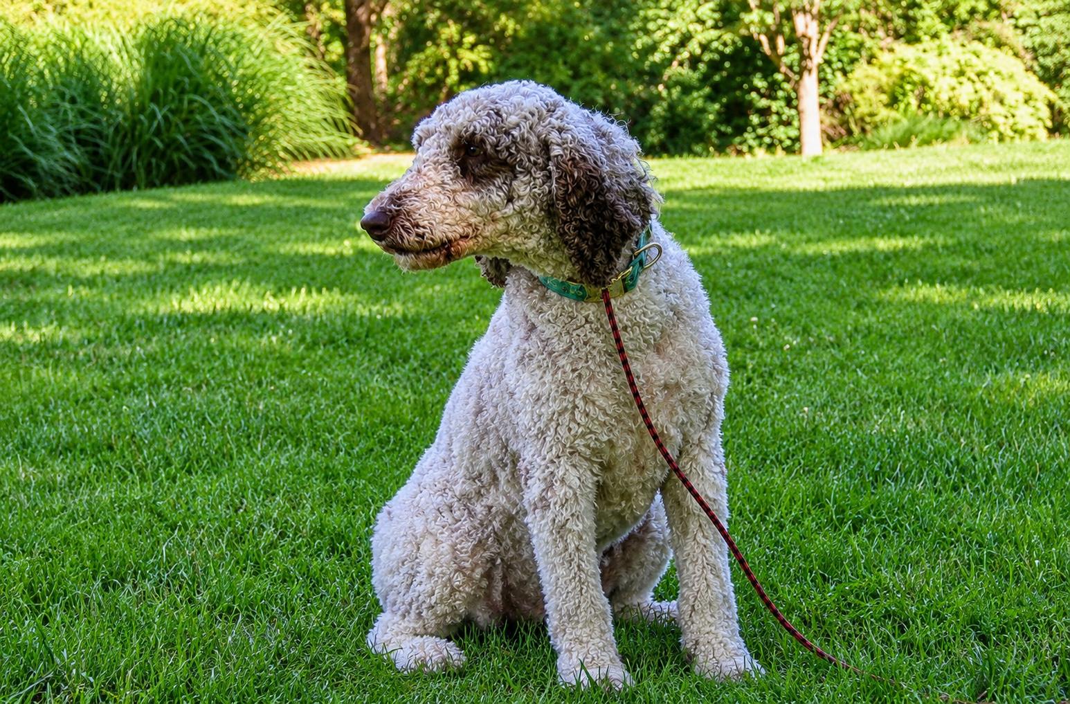 Mabel, a ADOPTABLE Standard Poodle in POTOMAC, MD image 4/6