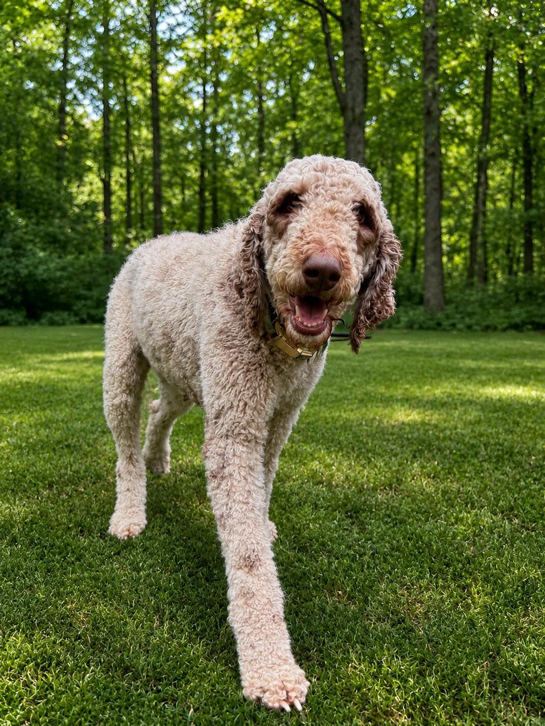 Mabel, a ADOPTABLE Standard Poodle in POTOMAC, MD image 2/6
