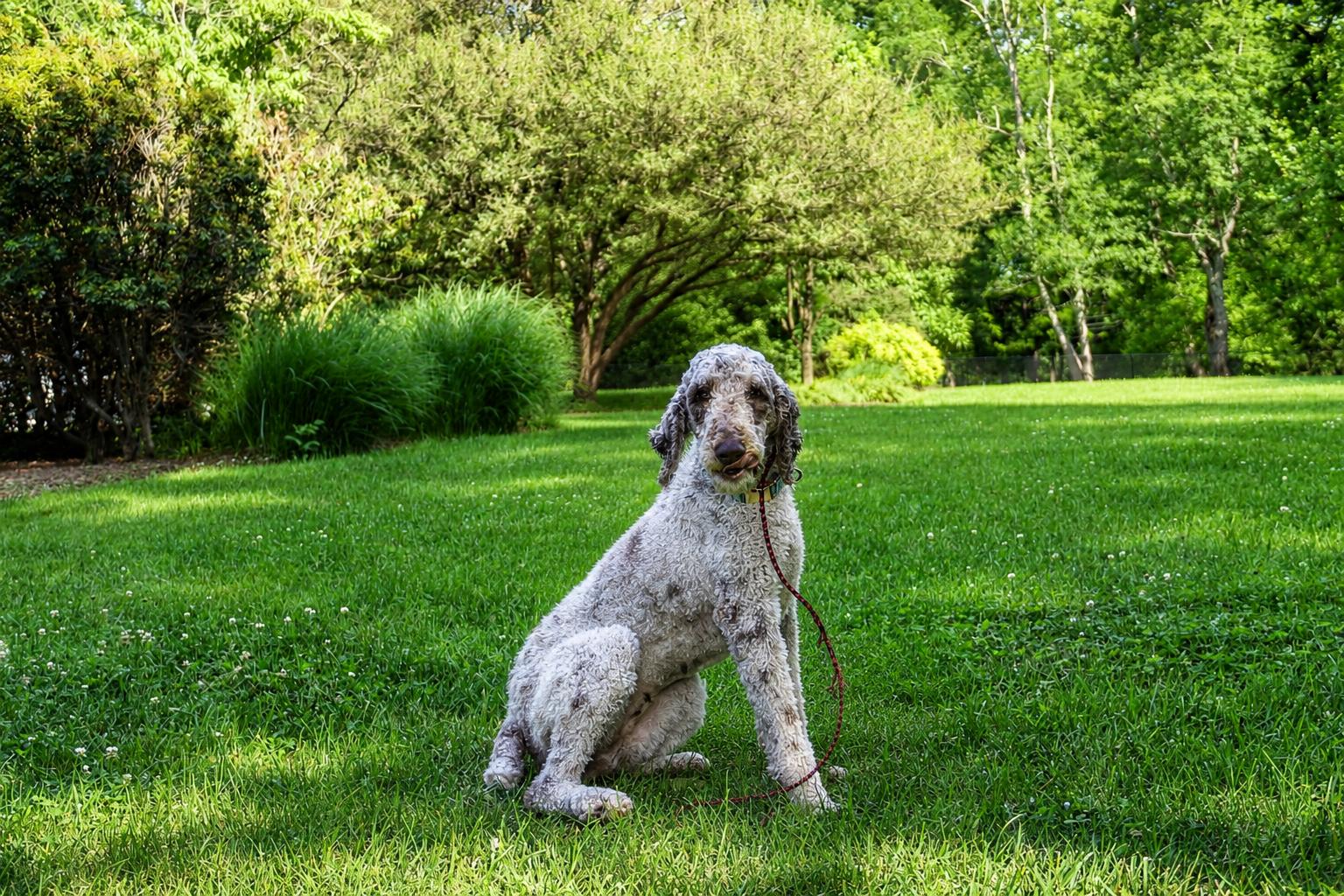 Mabel, a ADOPTABLE Standard Poodle in POTOMAC, MD image 5/6