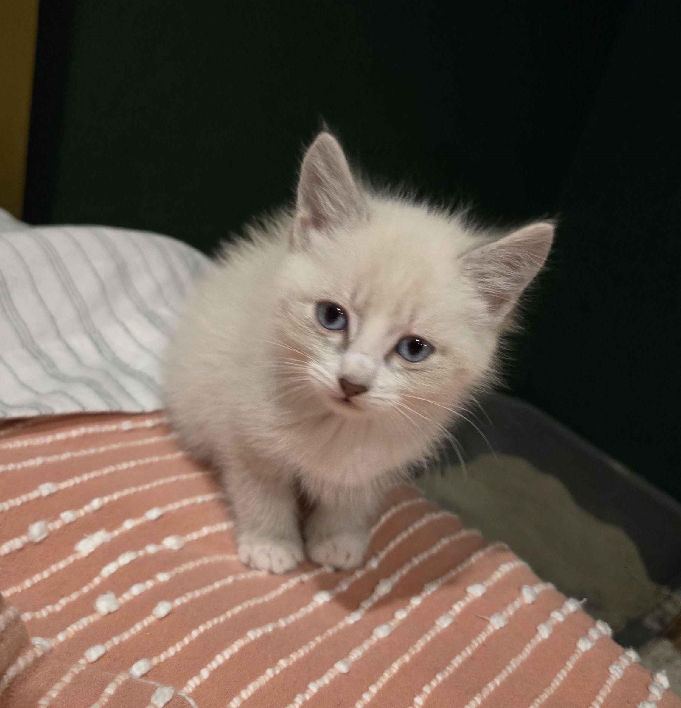 Enlarge Rosalita, an adopted mixed breed in Pasco, WA image 1/3