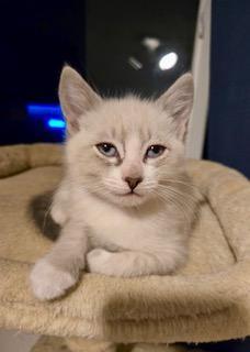 Enlarge Rosalita, an adopted mixed breed in Pasco, WA image 2/3