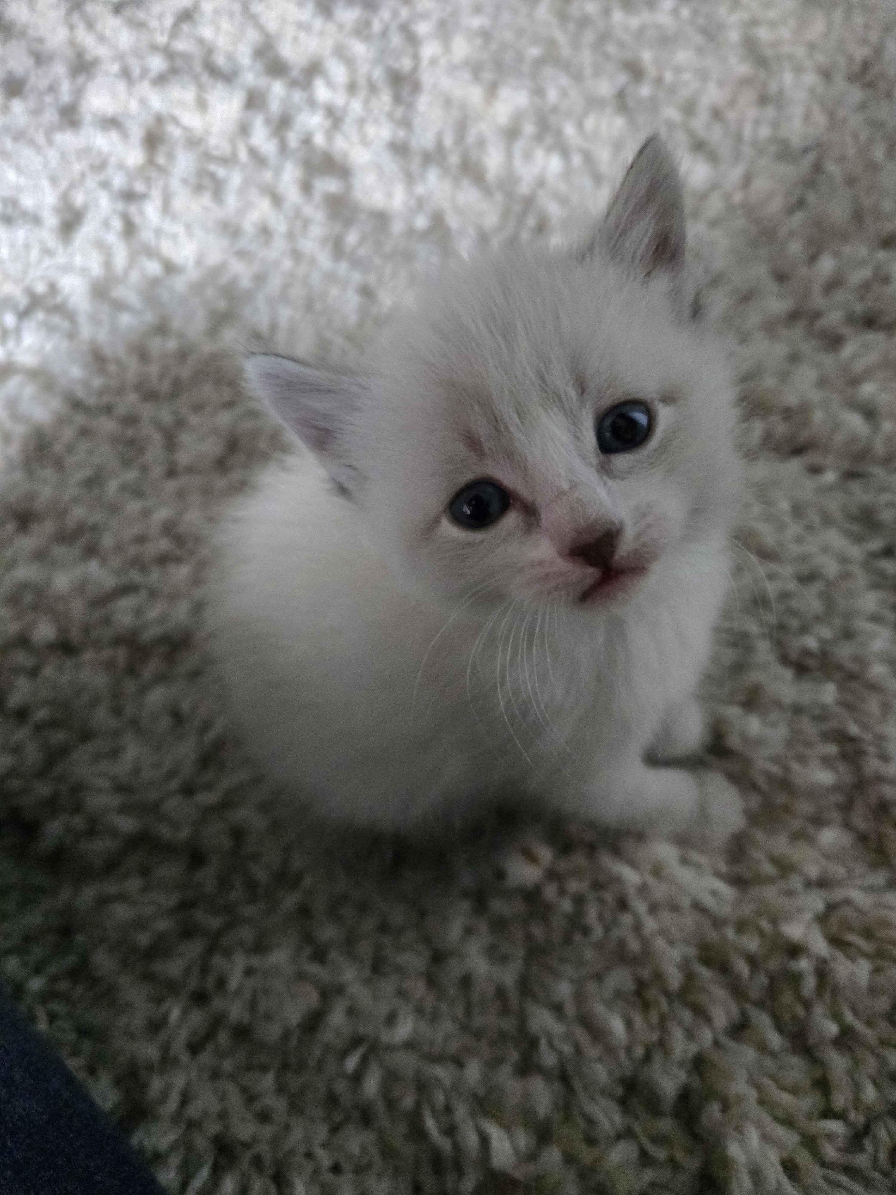 Enlarge Rosalita, an adopted mixed breed in Pasco, WA image 3/3