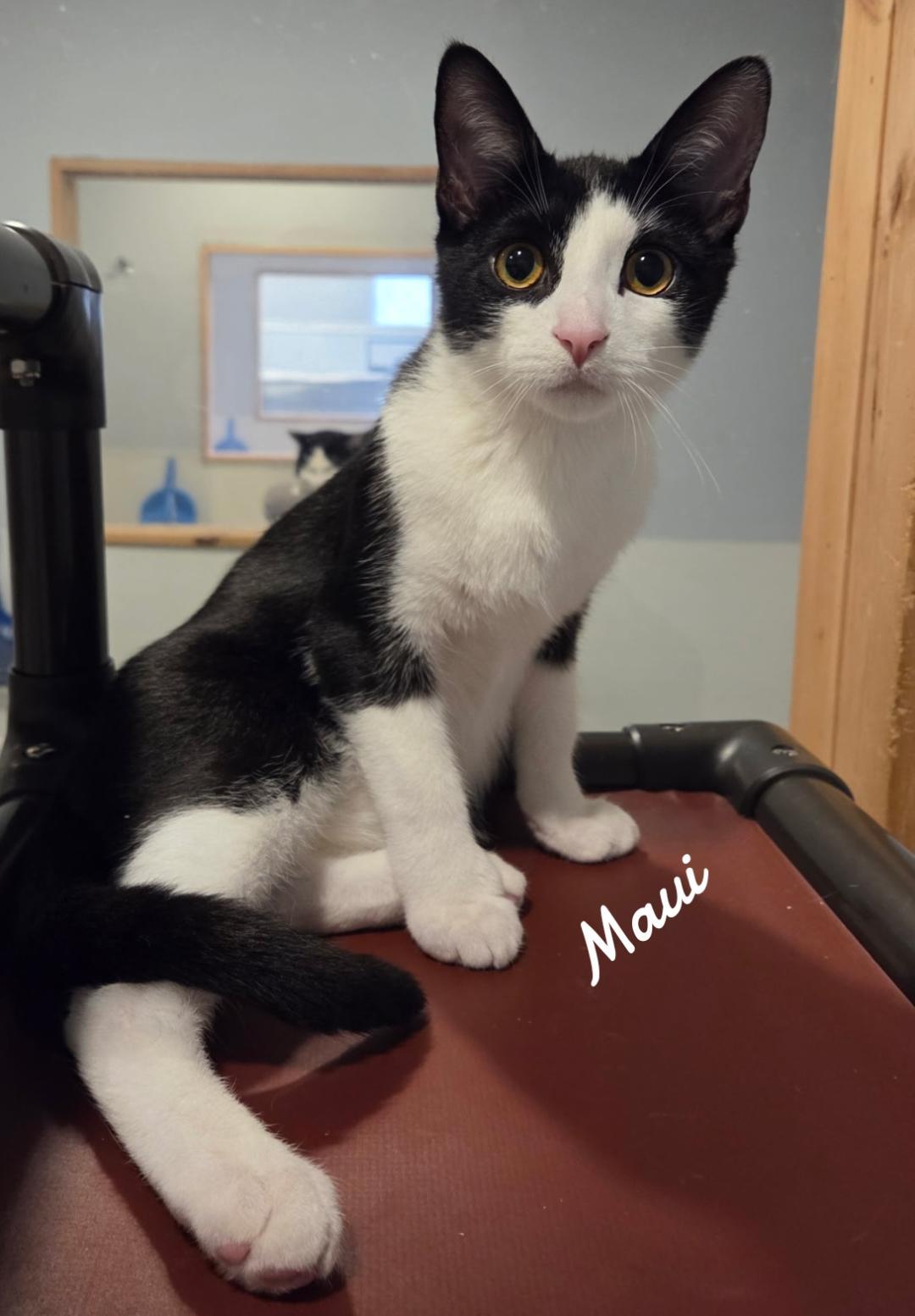 Maui, Adoptable, Young Male Domestic Short Hair.