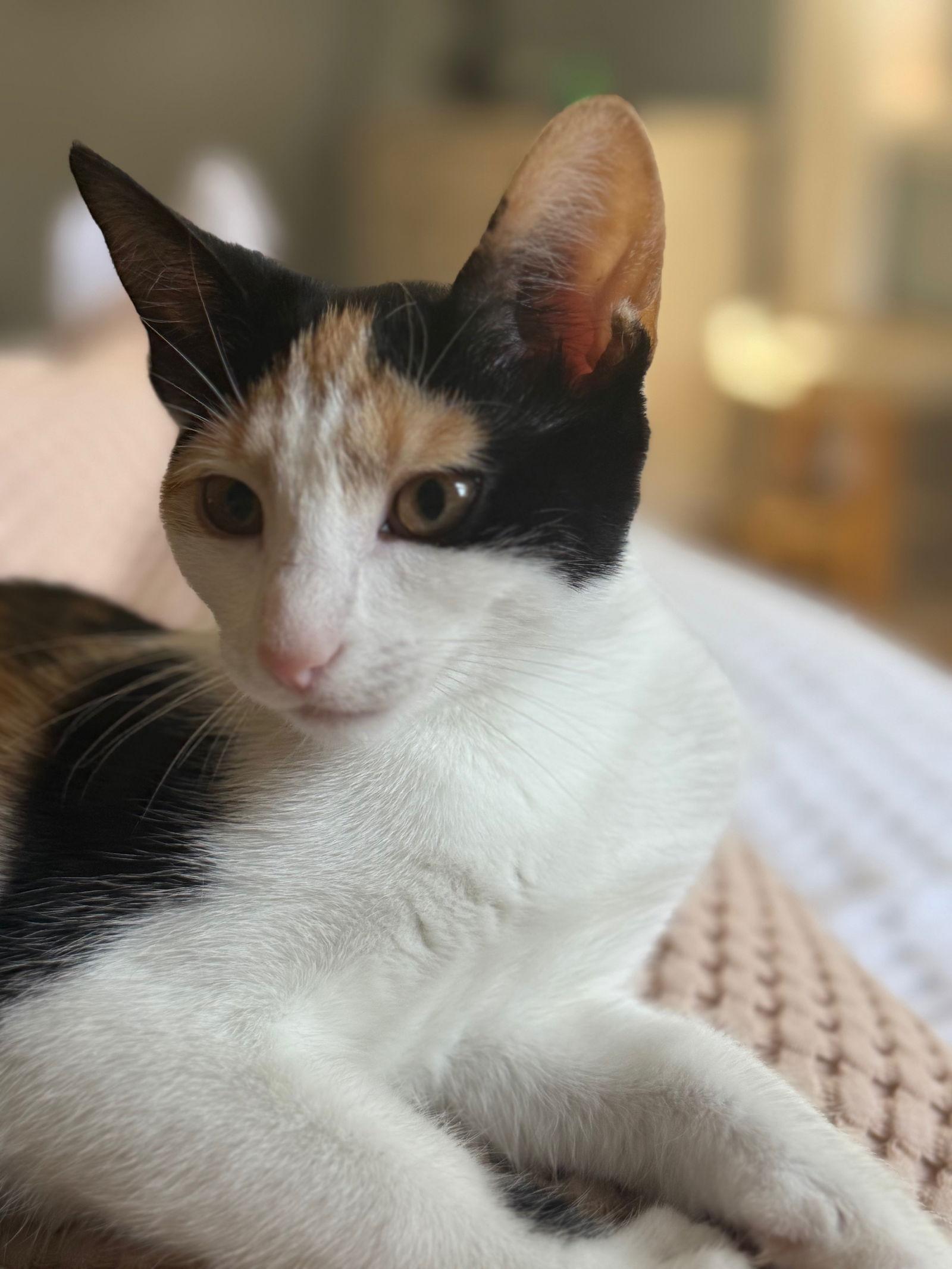 Enlarge Half Baked, a Adoptable Domestic Short Hair in Broomall, PA image 1/3