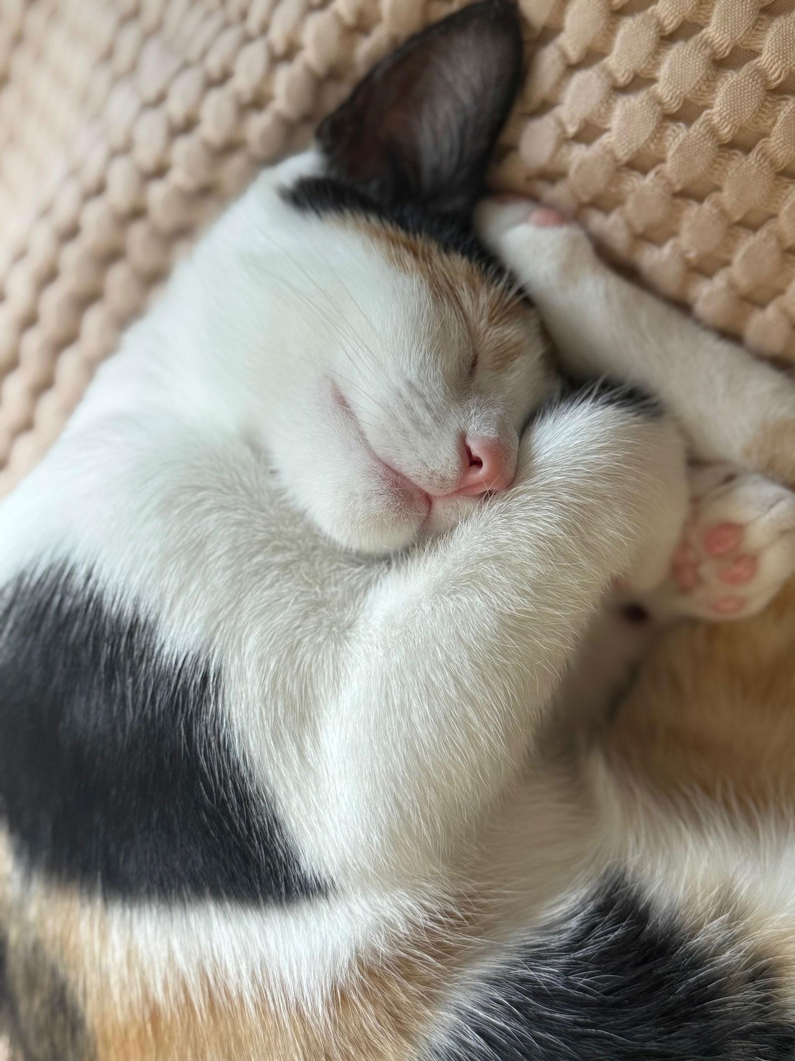 Enlarge Half Baked, a Adoptable Domestic Short Hair in Broomall, PA image 2/3