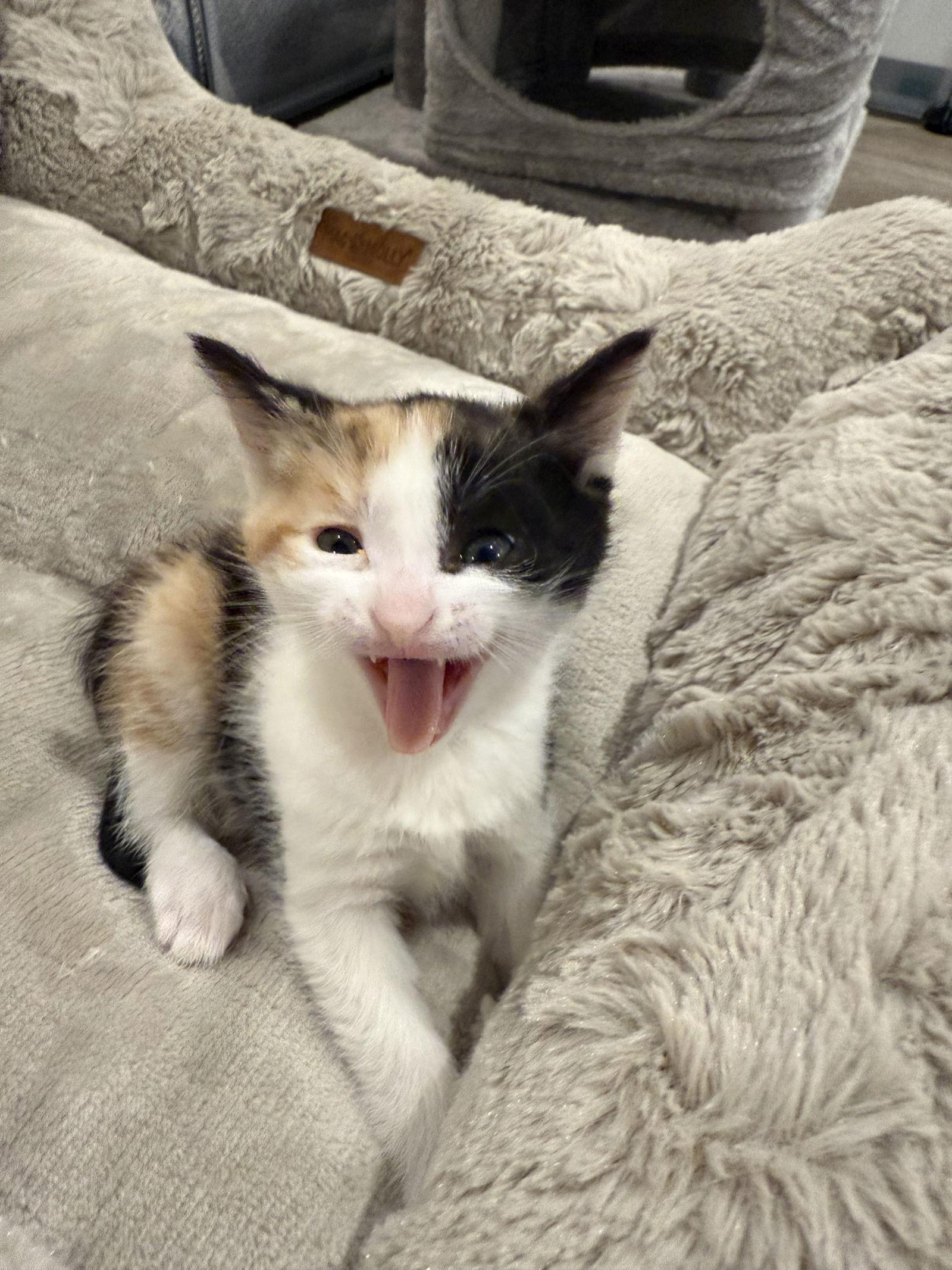 Enlarge Half Baked, a Adoptable Domestic Short Hair in Broomall, PA image 3/3