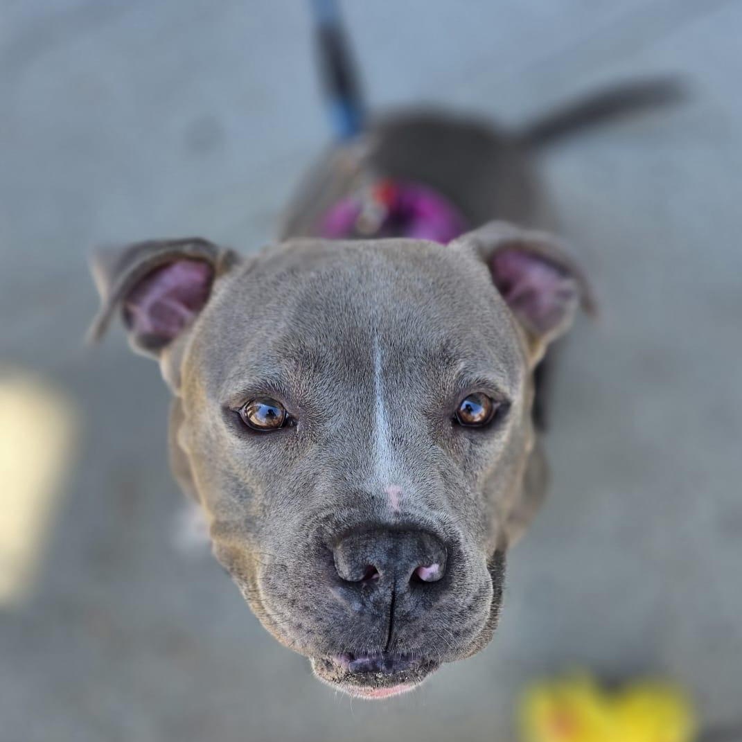 Enlarge SHAY, a ADOPTABLE mixed breed in Hamilton, NJ image 3/6