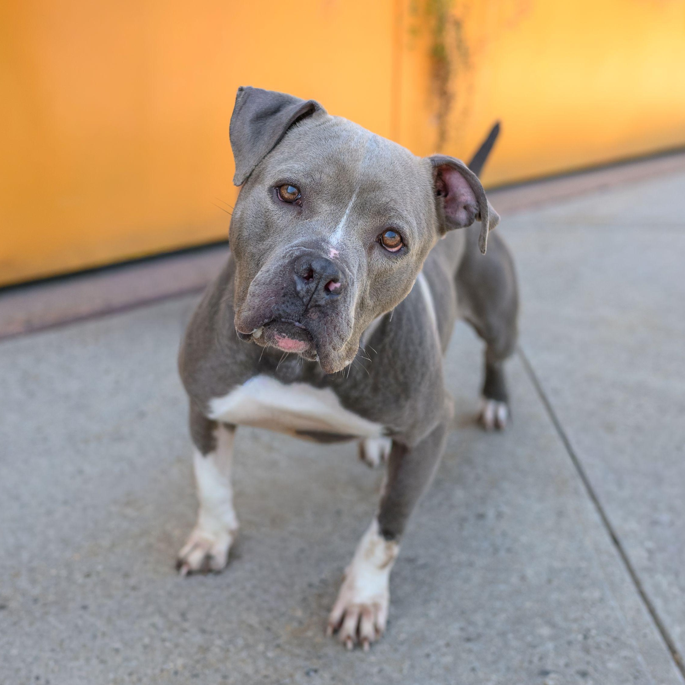 Enlarge SHAY, a ADOPTABLE mixed breed in Hamilton, NJ image 2/4