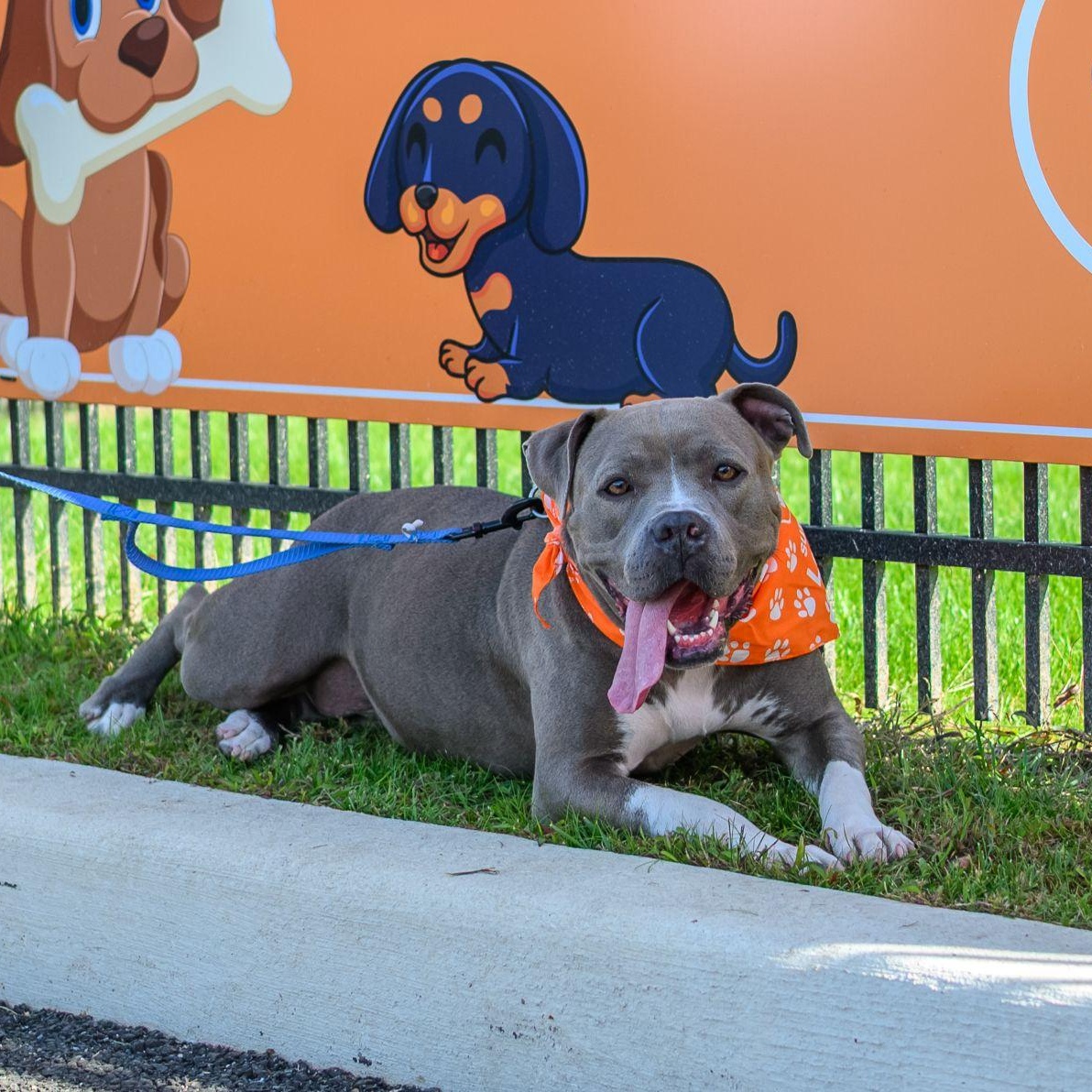SHAY, Adoptable, Young Female Pit Bull Terrier.