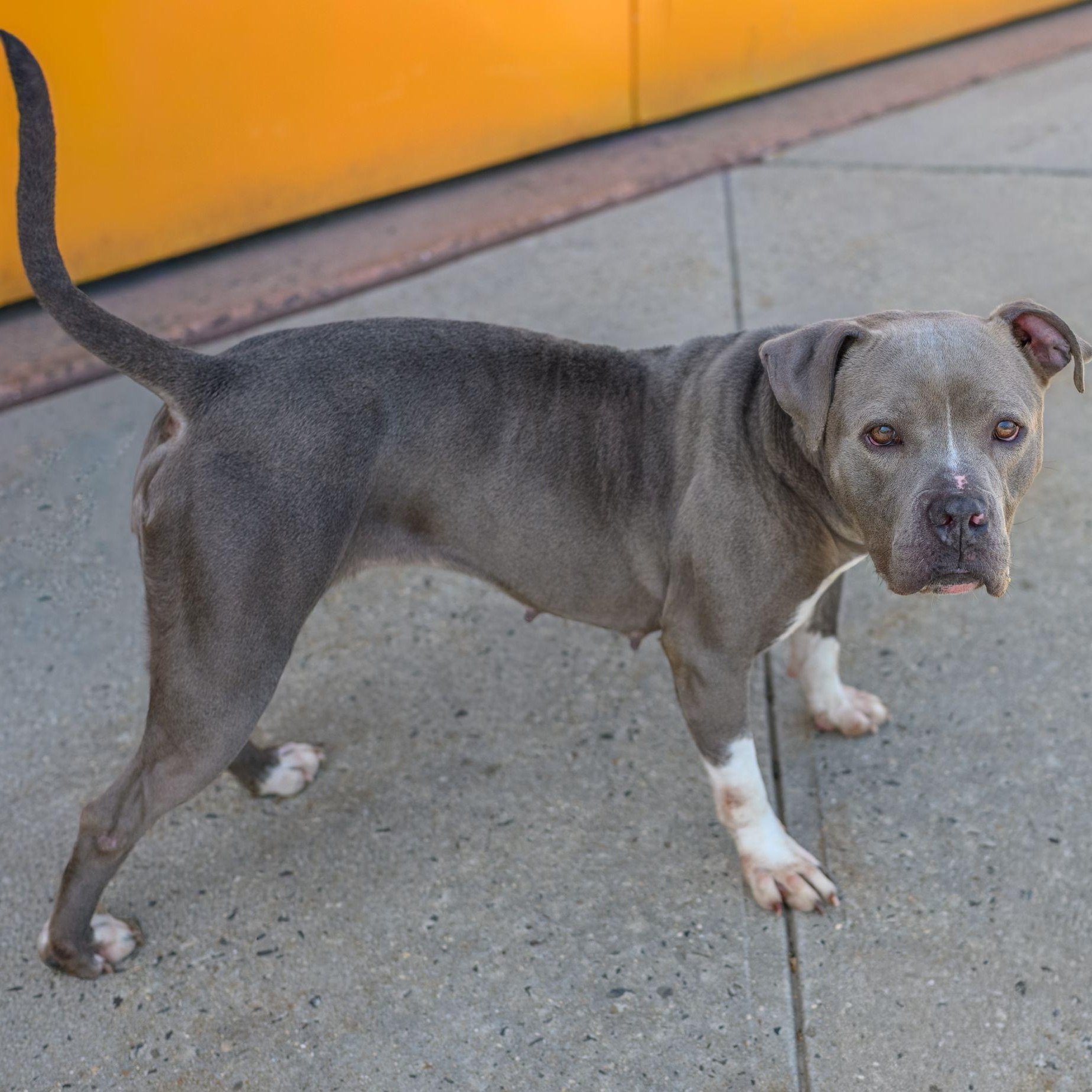 Enlarge SHAY, a ADOPTABLE mixed breed in Hamilton, NJ image 3/4