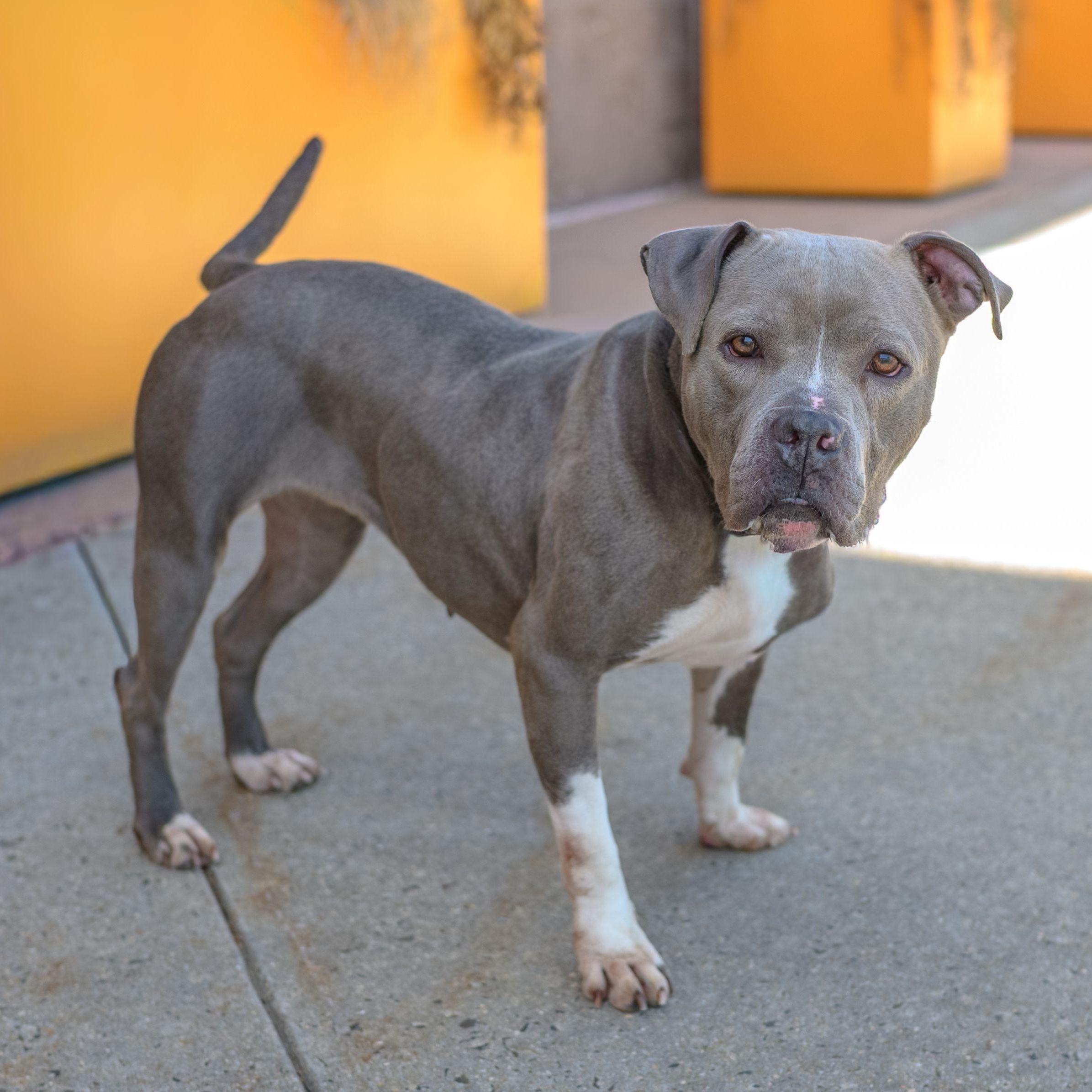 Enlarge SHAY, a ADOPTABLE mixed breed in Hamilton, NJ image 4/4