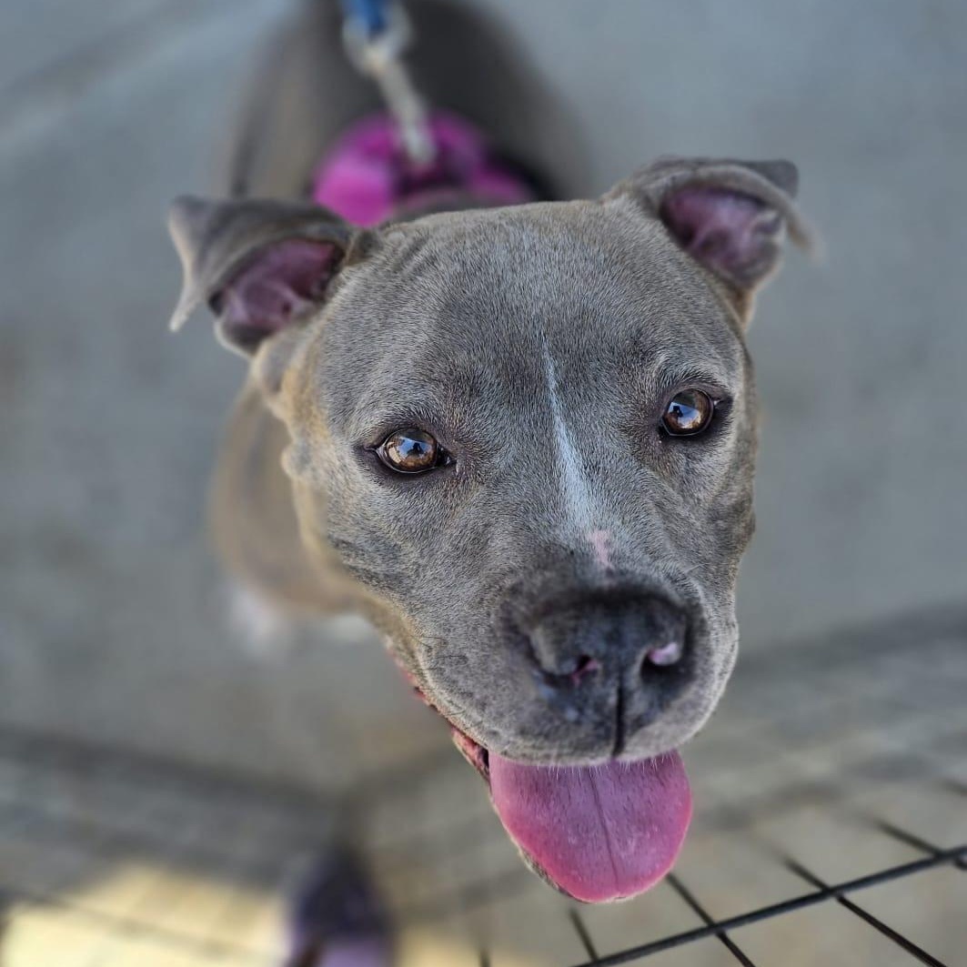 Enlarge SHAY, a ADOPTABLE mixed breed in Hamilton, NJ image 6/6